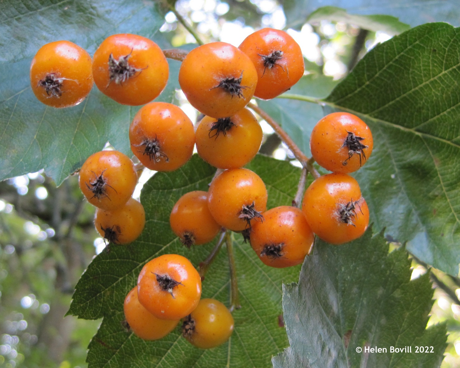 The orange berries of the Whitebeam 