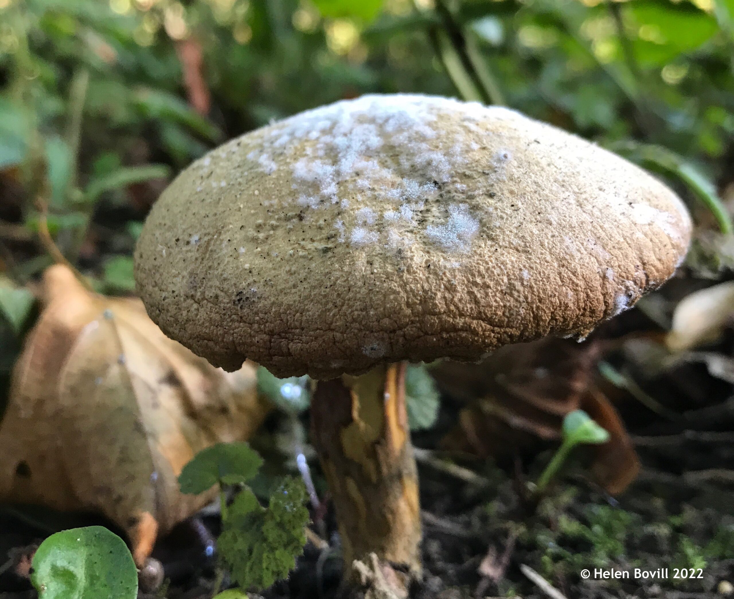 Mushroom with its own fungus in the cemetery