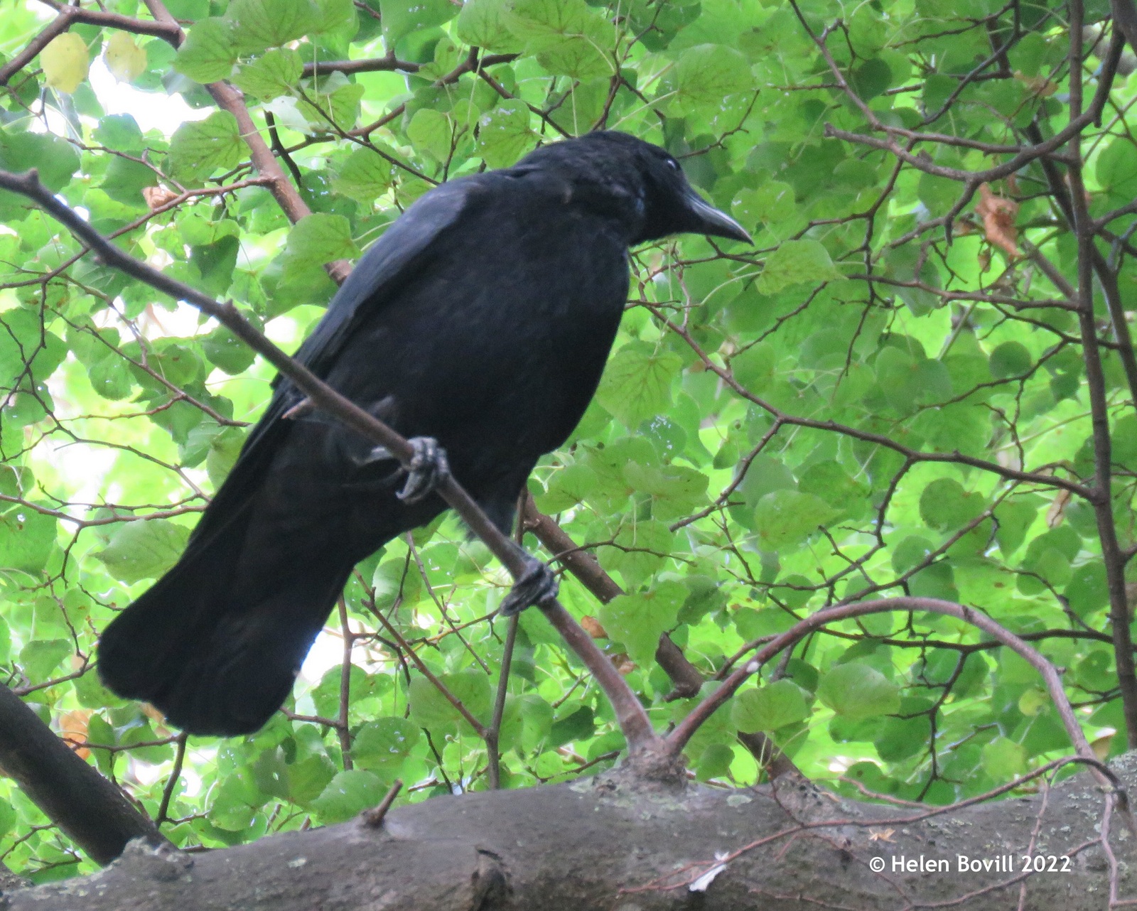 A Carrion Crow on a branch high up in the cemetery 