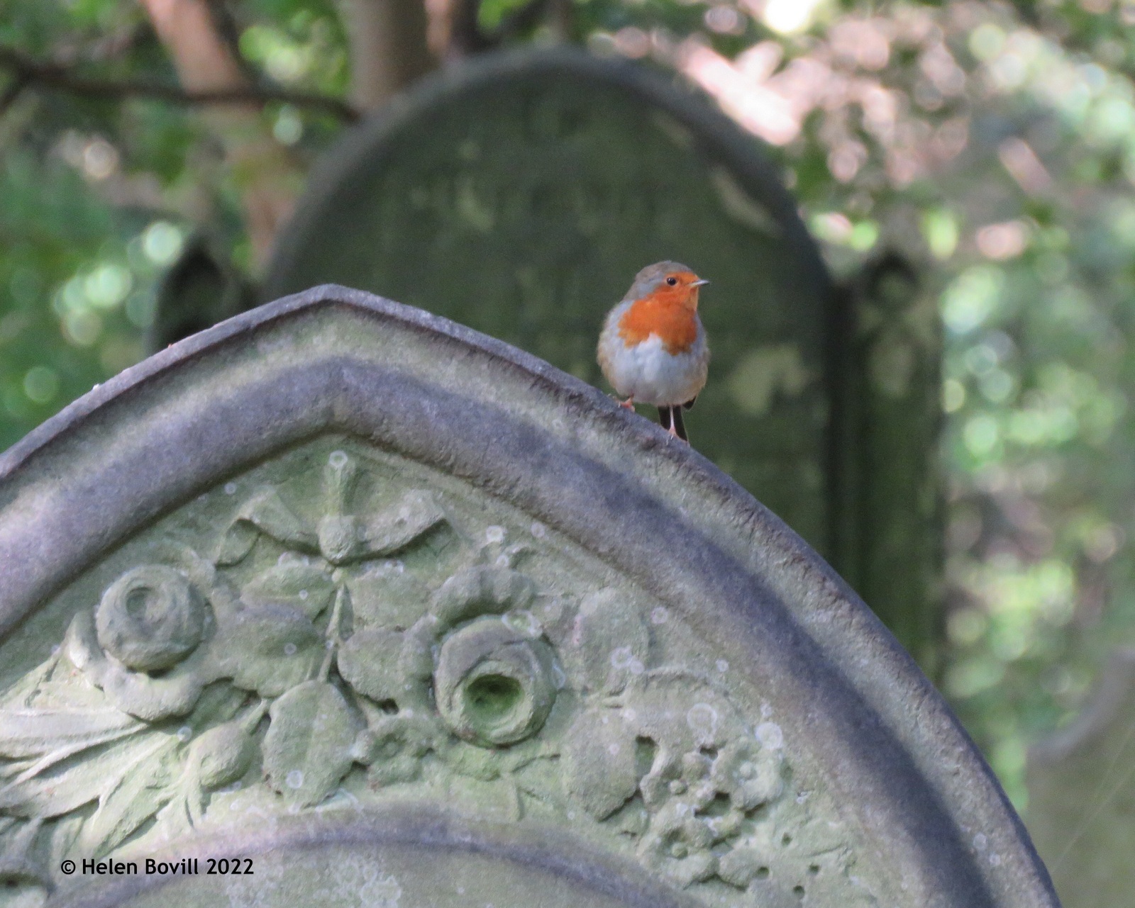 Robin on a headstone in the cemetery