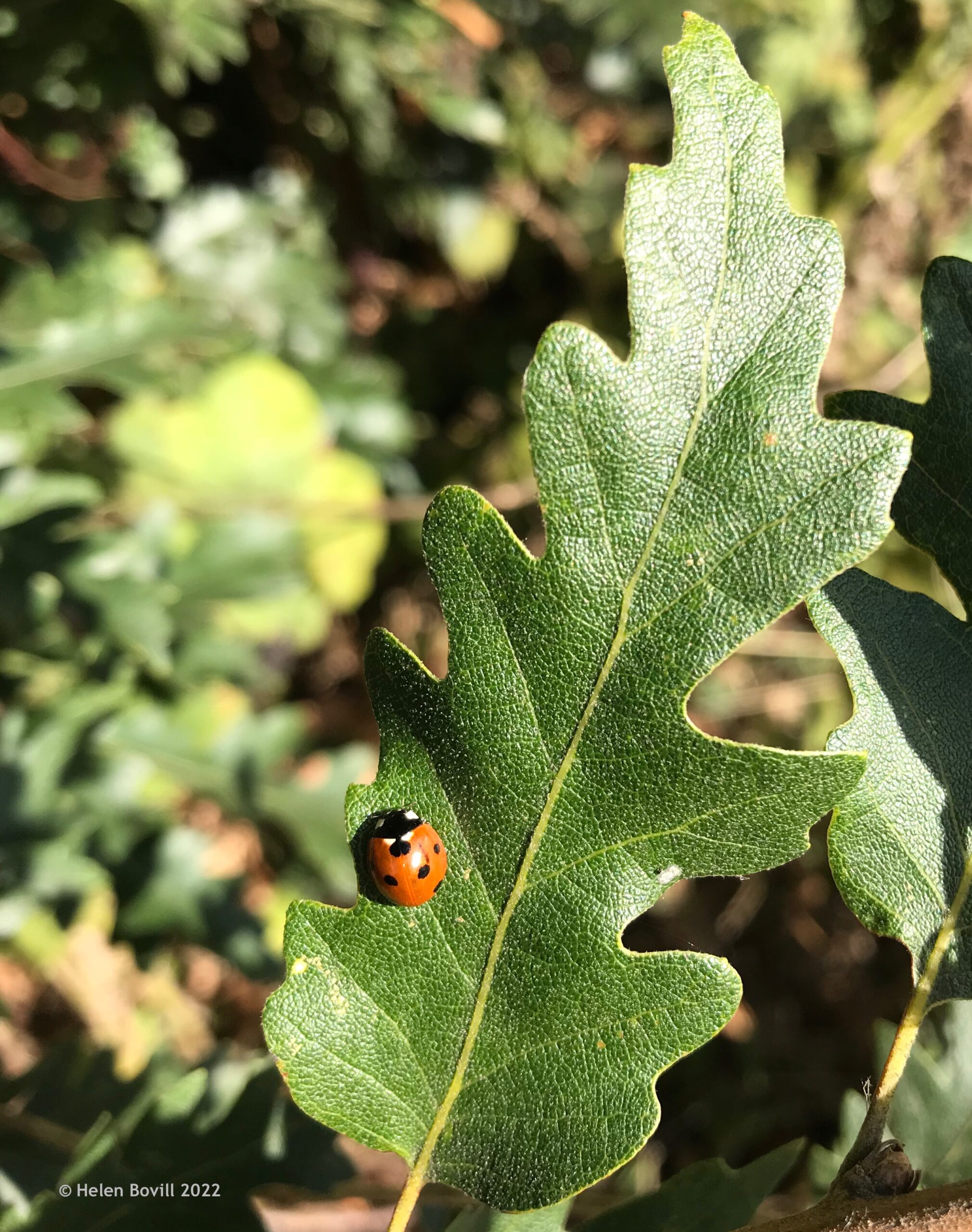 7-Spot Ladybird on an Oak leaf in tjee cemetery
