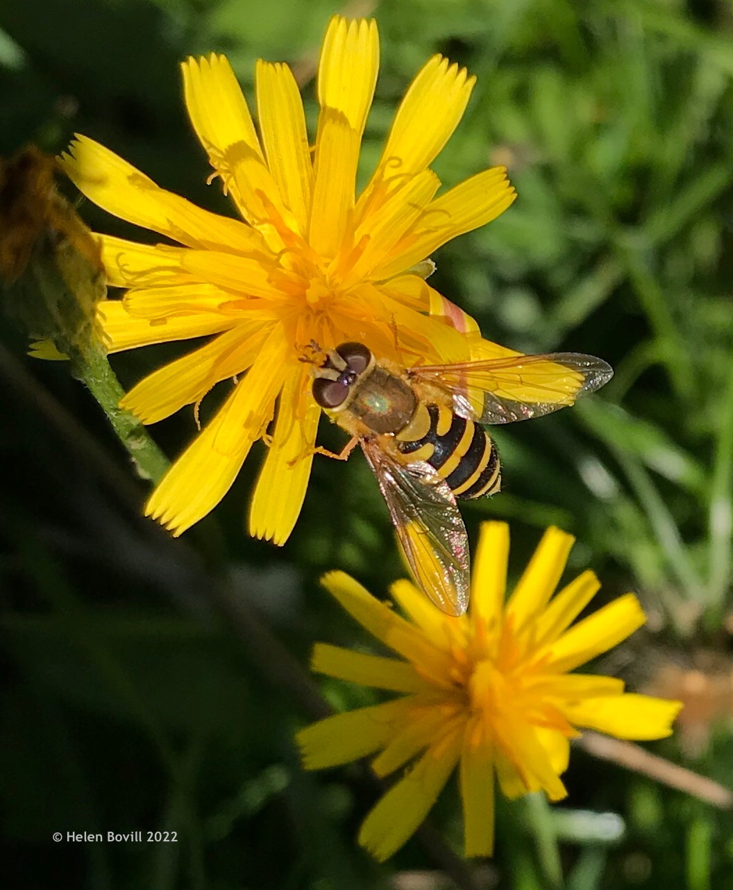 Common Banded Hoverfly on Autumn Hawkbit 