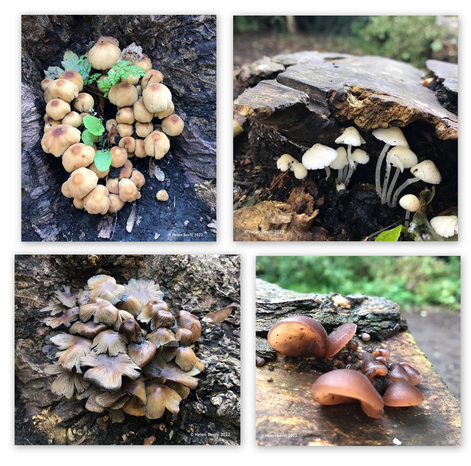 A selection of small mushrooms found in and around the cemetery