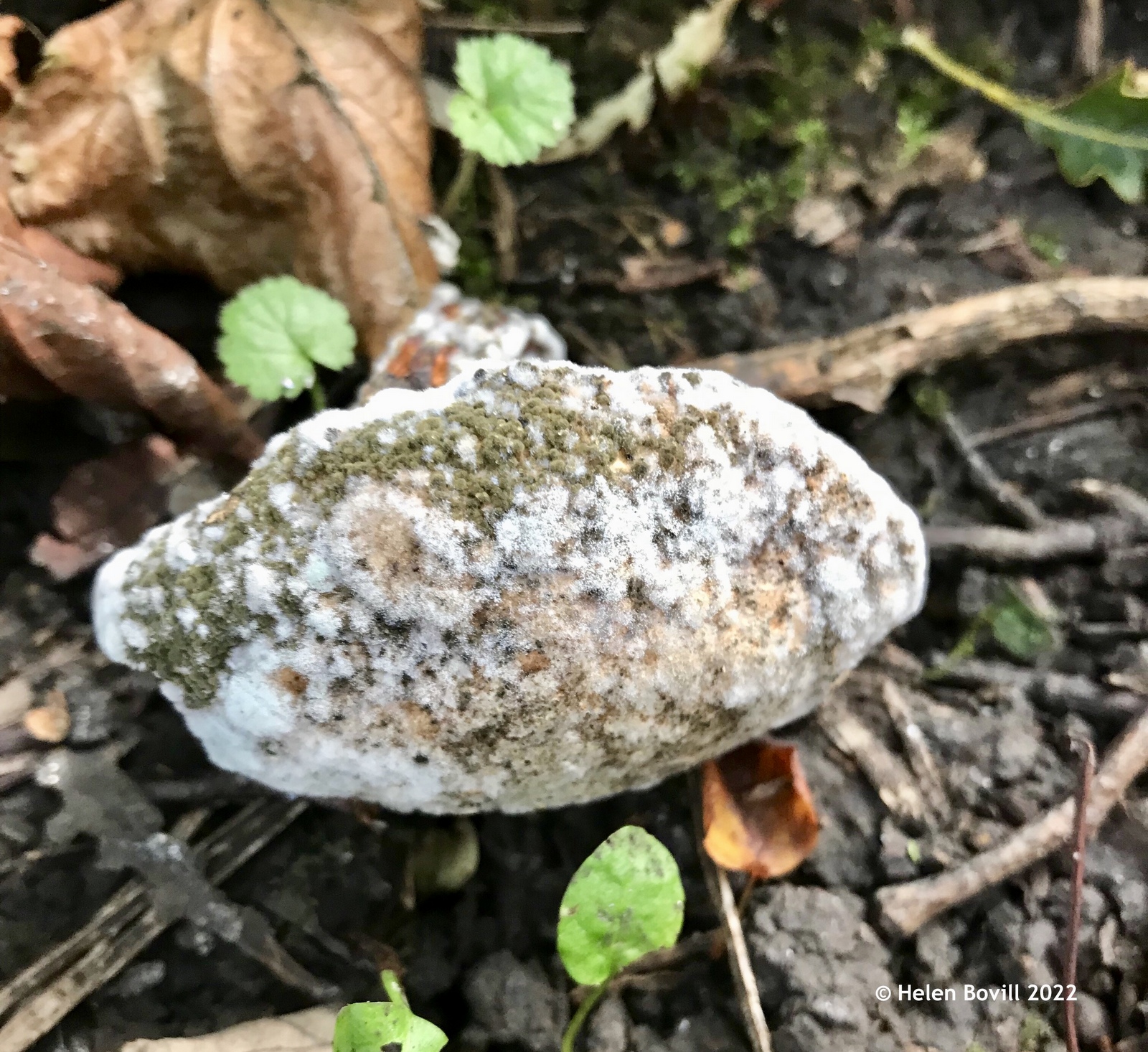 A shrivelled mushroom with fungi on it in the cemetery