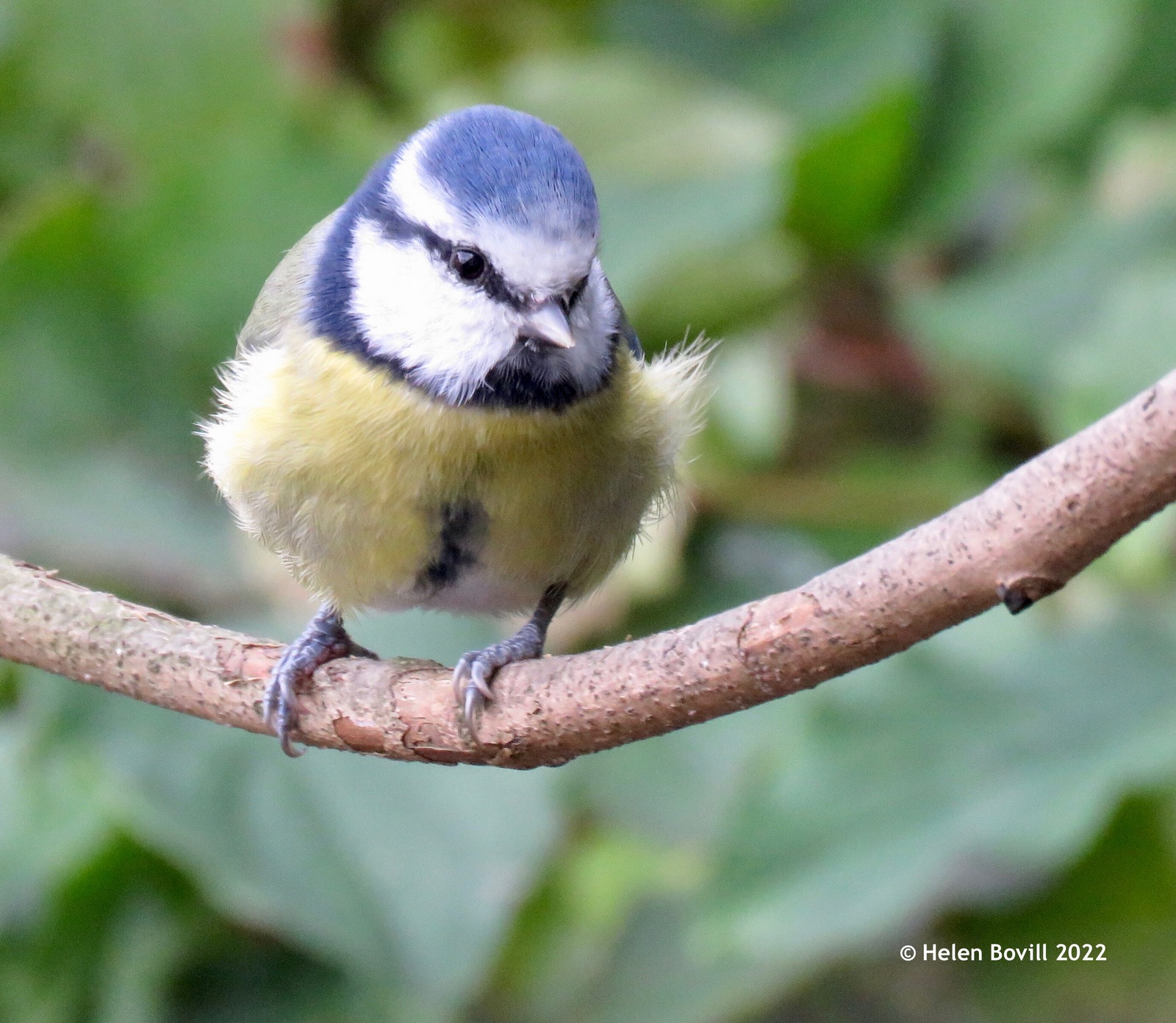 Blue tit