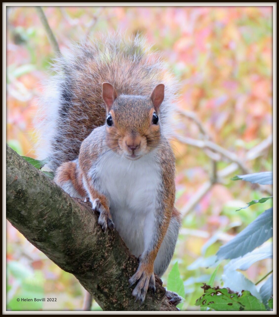 Cemetery Wildlife - Squirrel