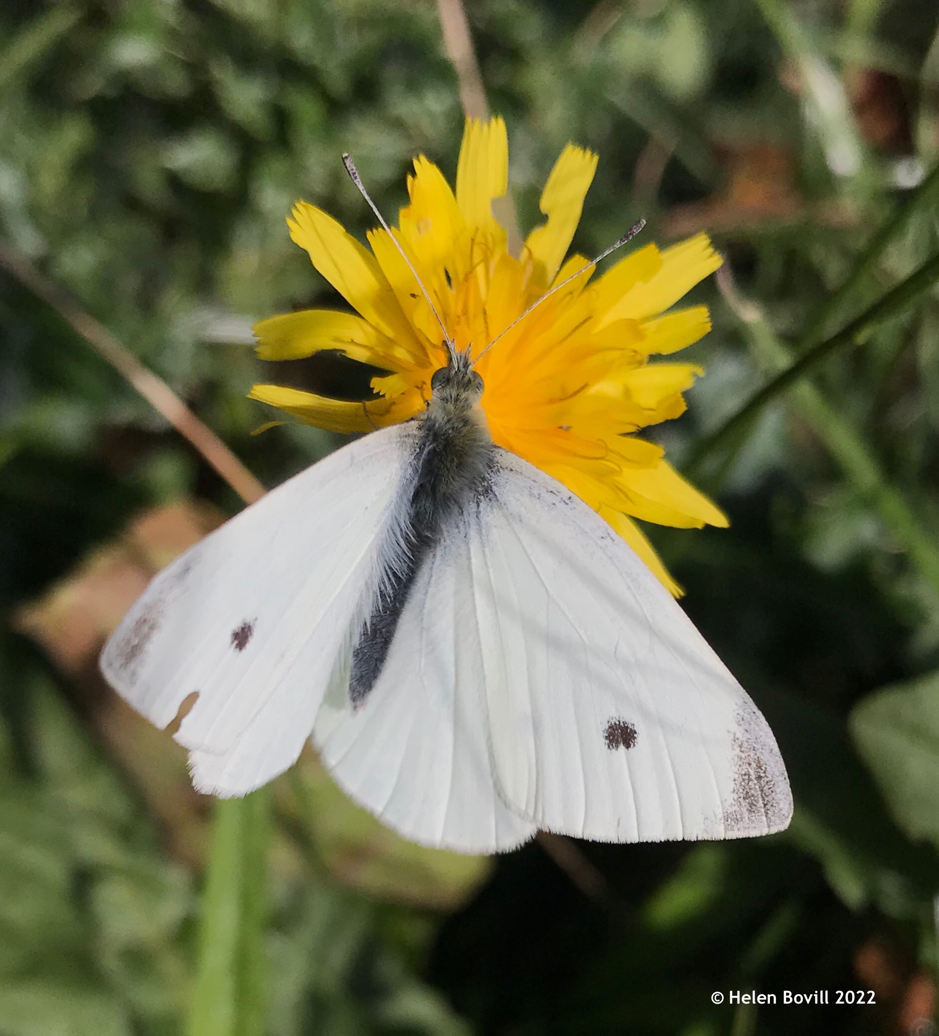 Small White Butterfly (male)