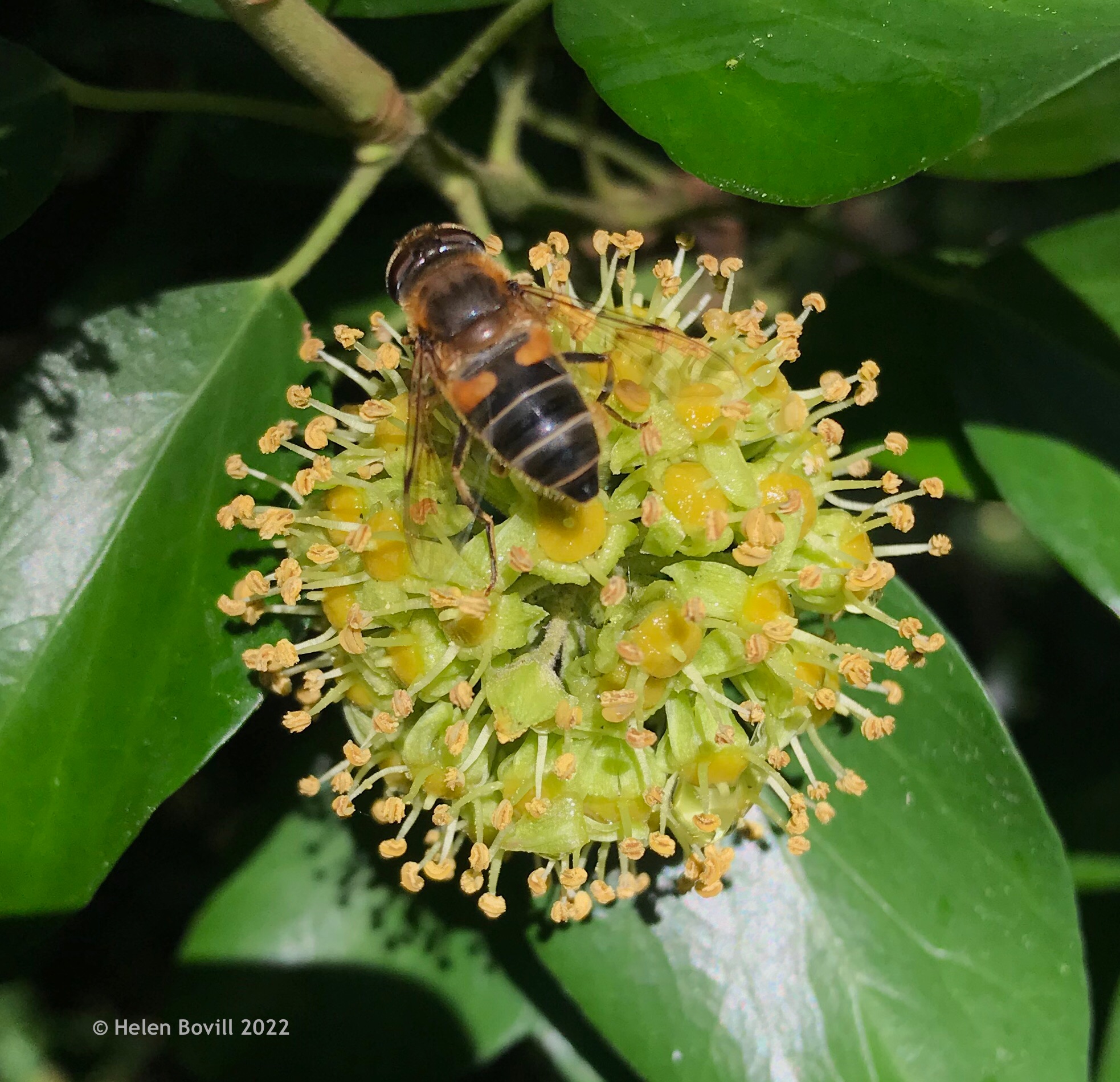 Dronefly on Ivy Flower