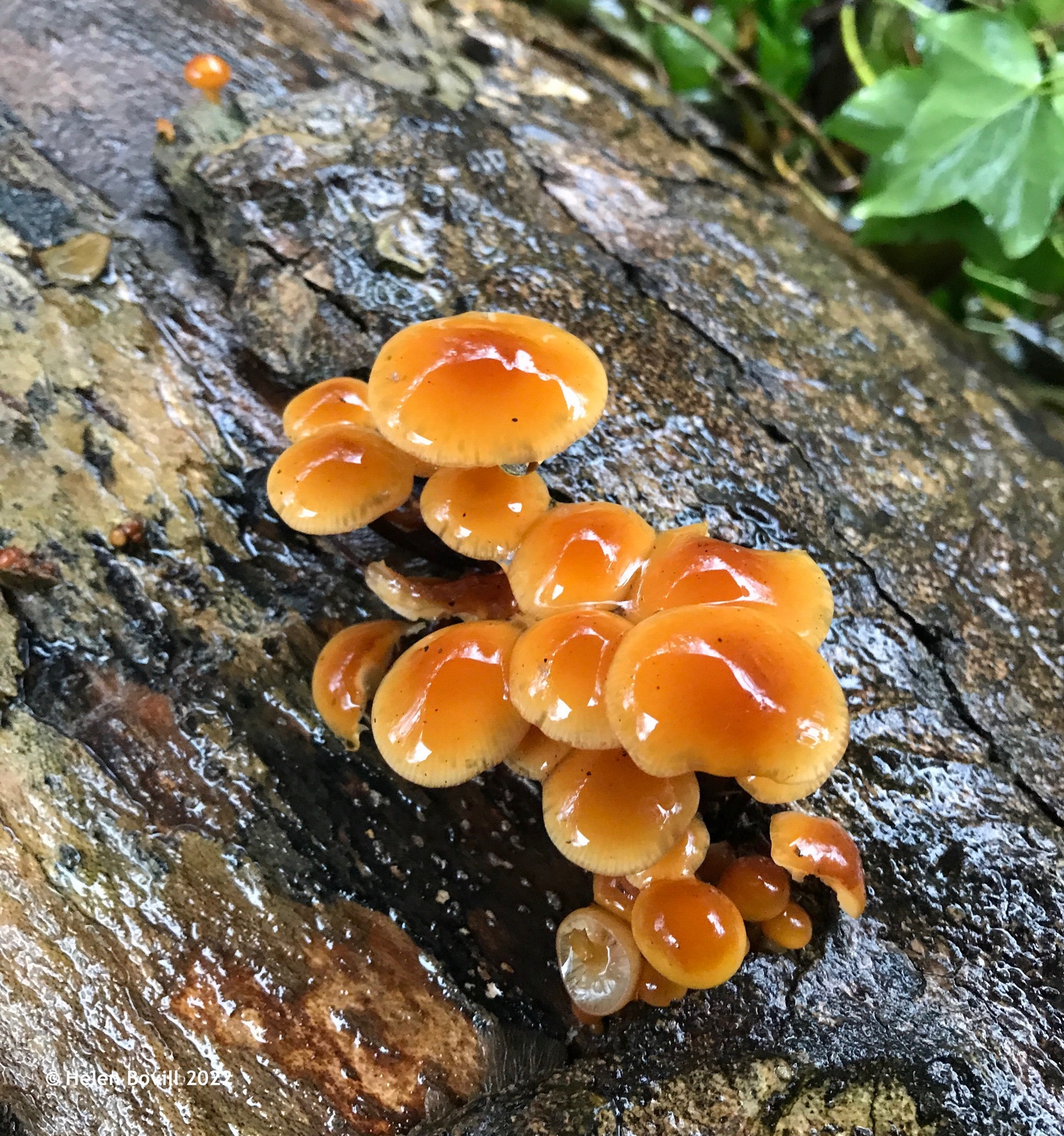 Velvet Shank Mushrooms growing on a log in the cemetery