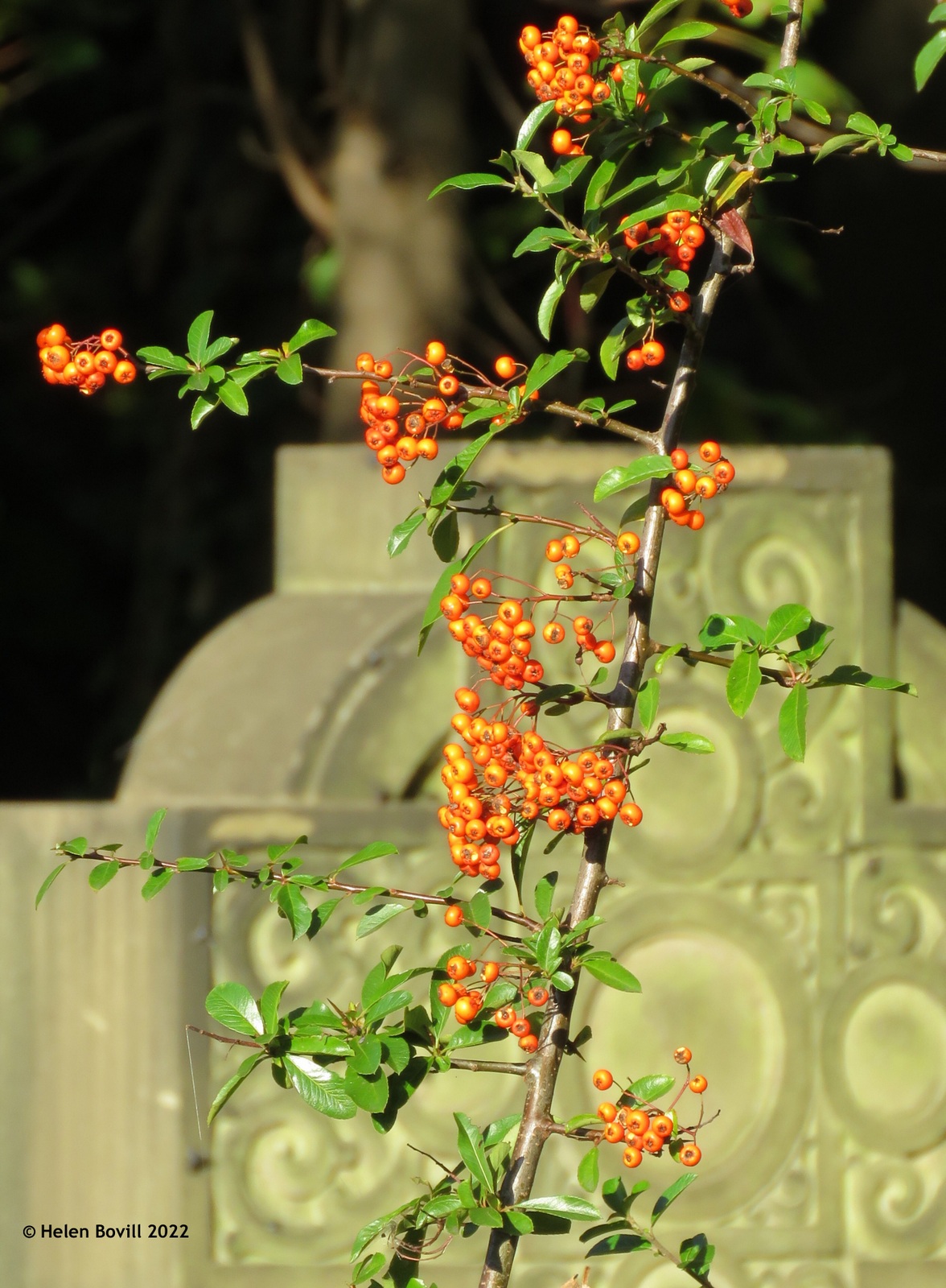 Pyracantha on edge of cemetery