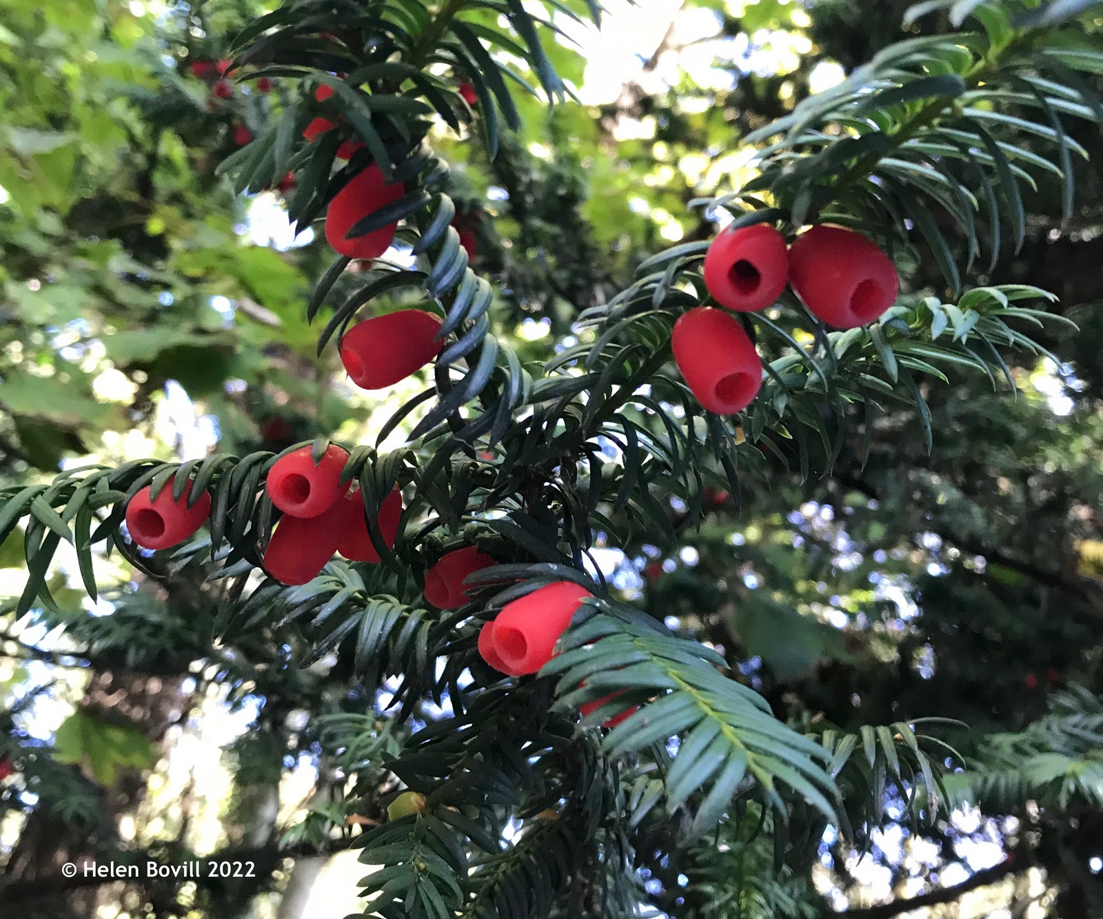 Yew Berries for the wildlife