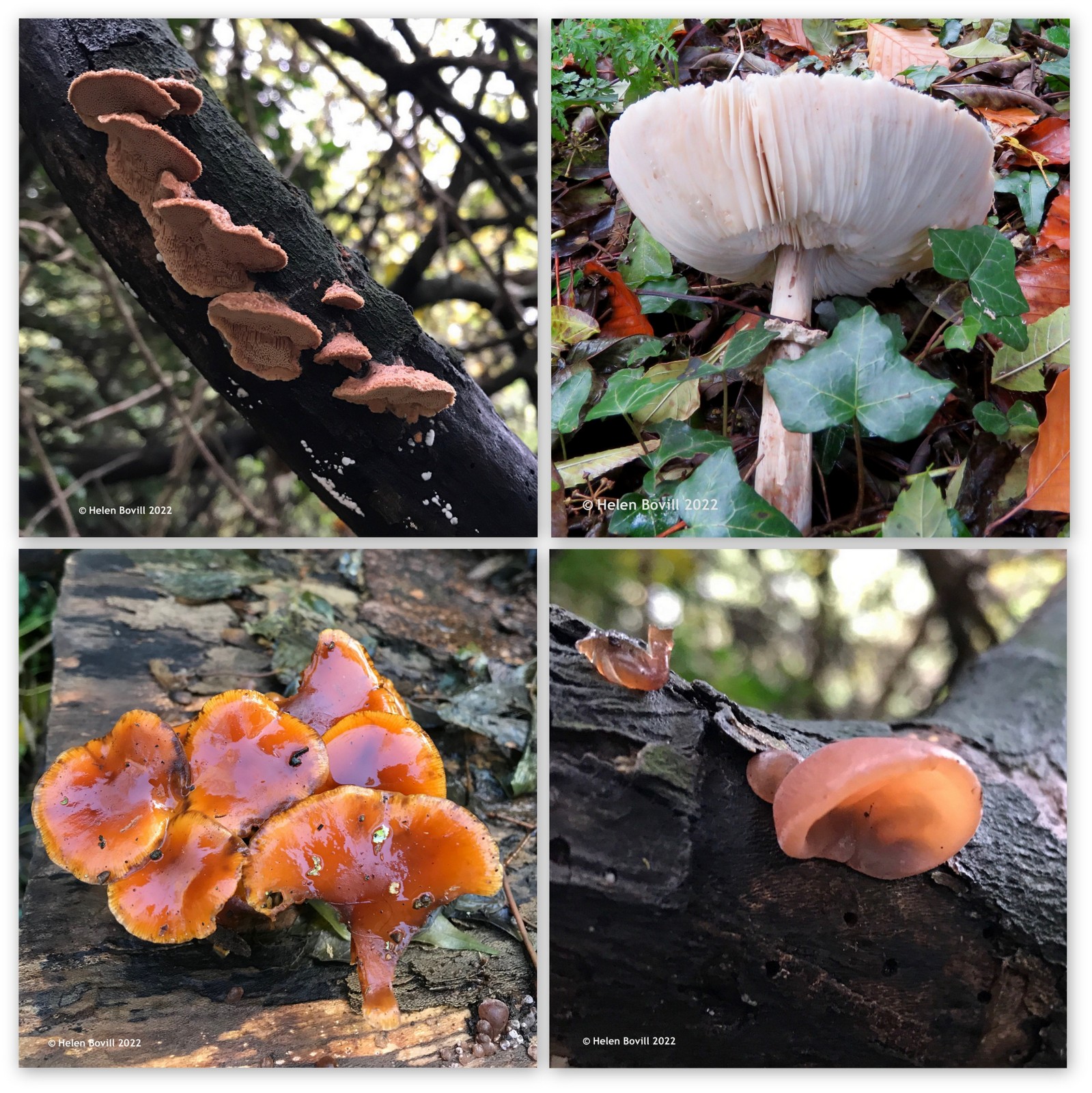 A selection of fungi, some nibbled by the cemetery wildlife
