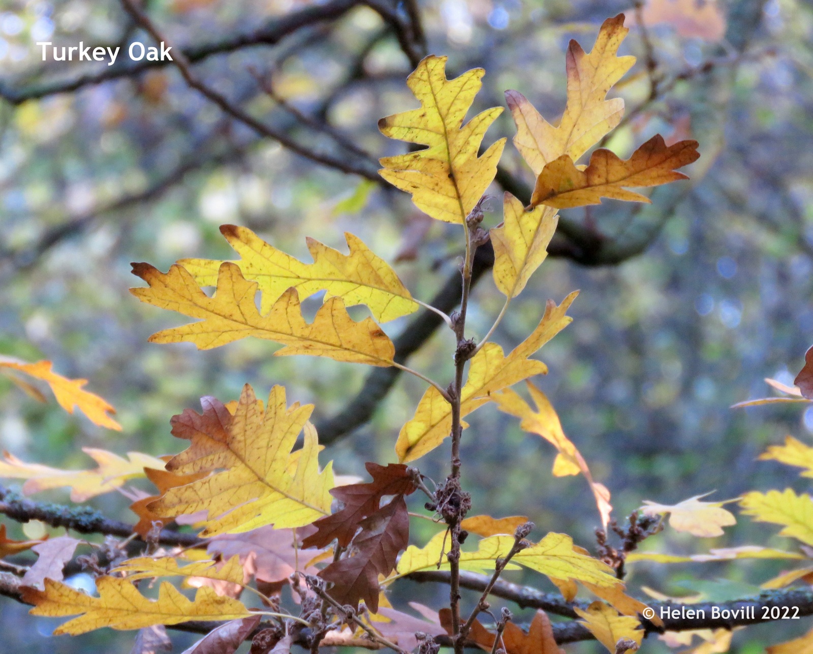 Turkey Oak in the centre of the cemetery