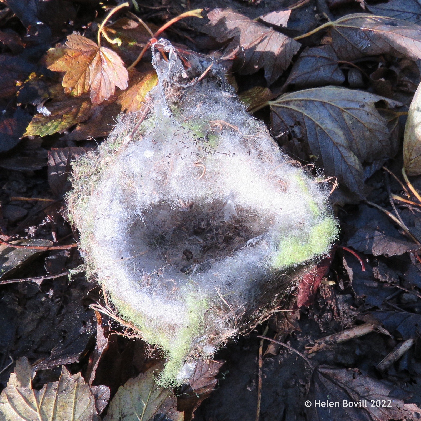 One of the nests in the bird nest survey