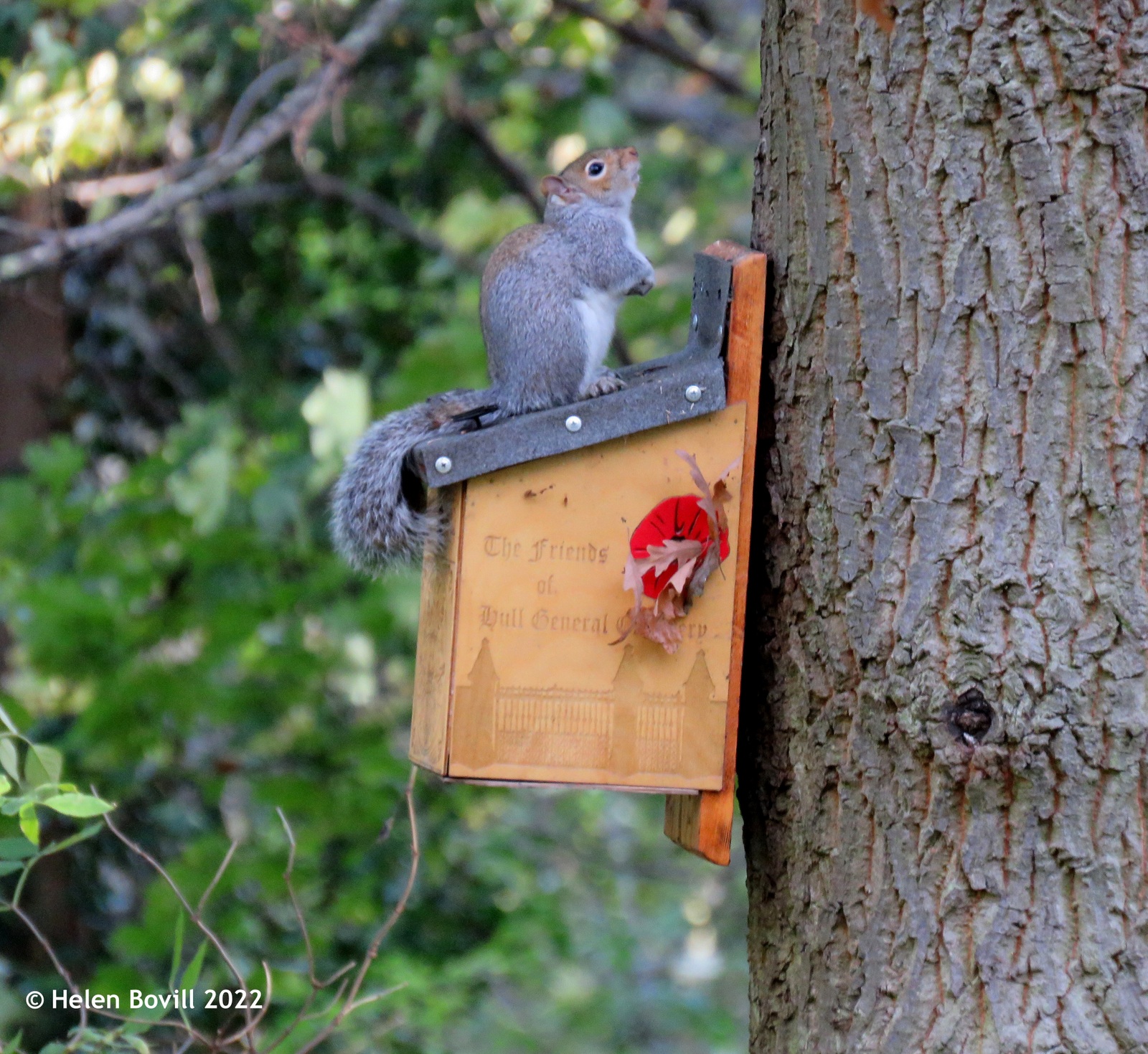 A squirrel on top of the WW2 nest box in the centre of the cemetery