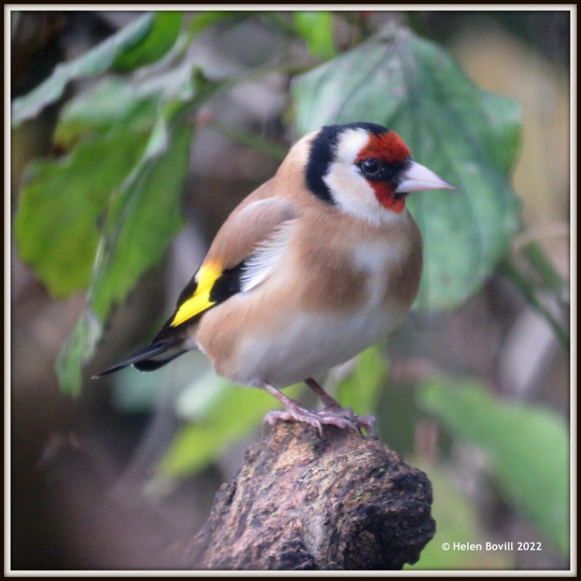 A Goldfinch in the Cemetery