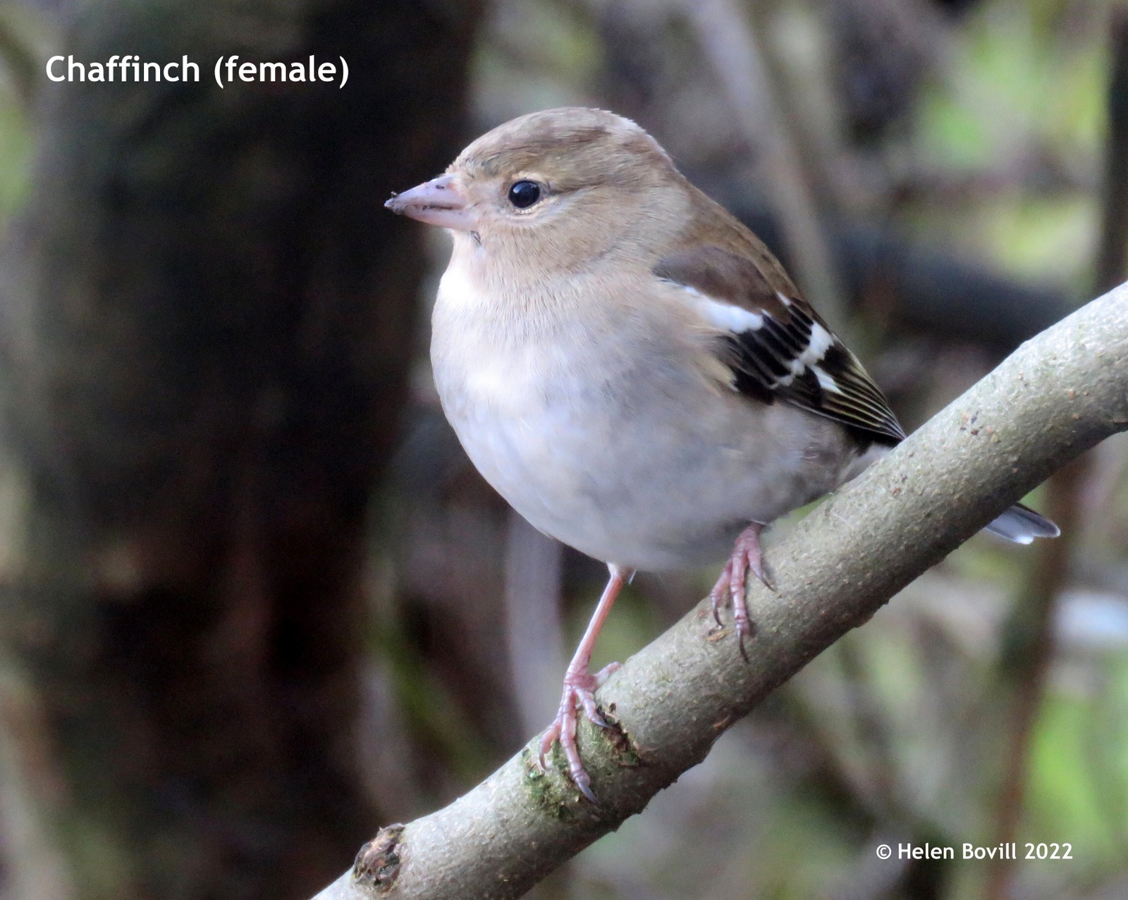 Chaffinch in the cemetery