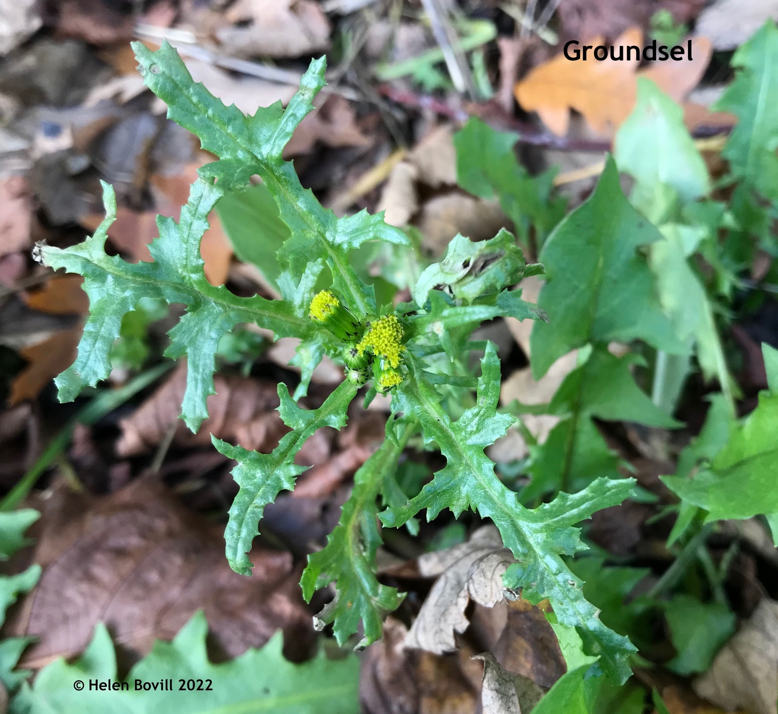 The tiny yellow flowers of Groundsel