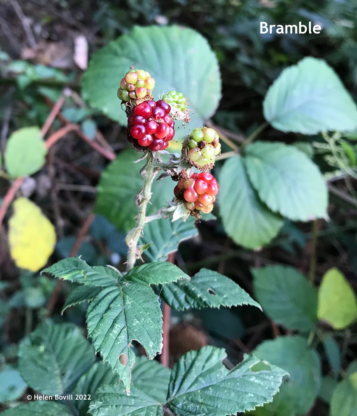 Brambles ripening on the bush