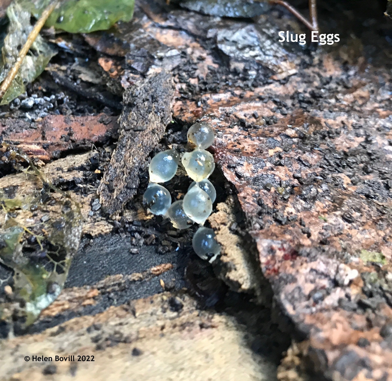The tiny eggs of a slug