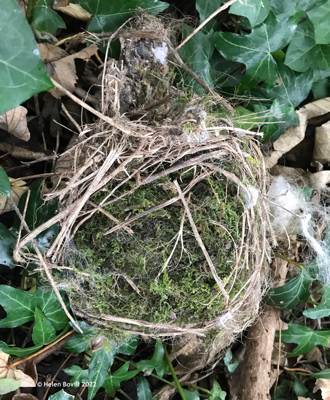Nest - natural 