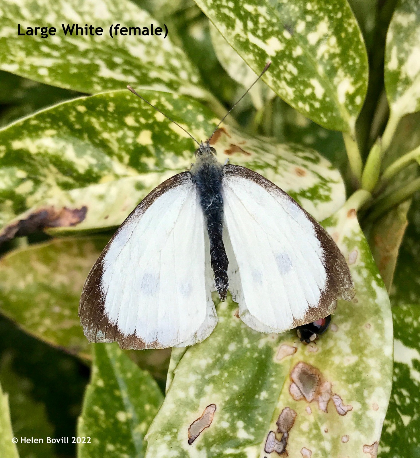 Female Large White Butterfly