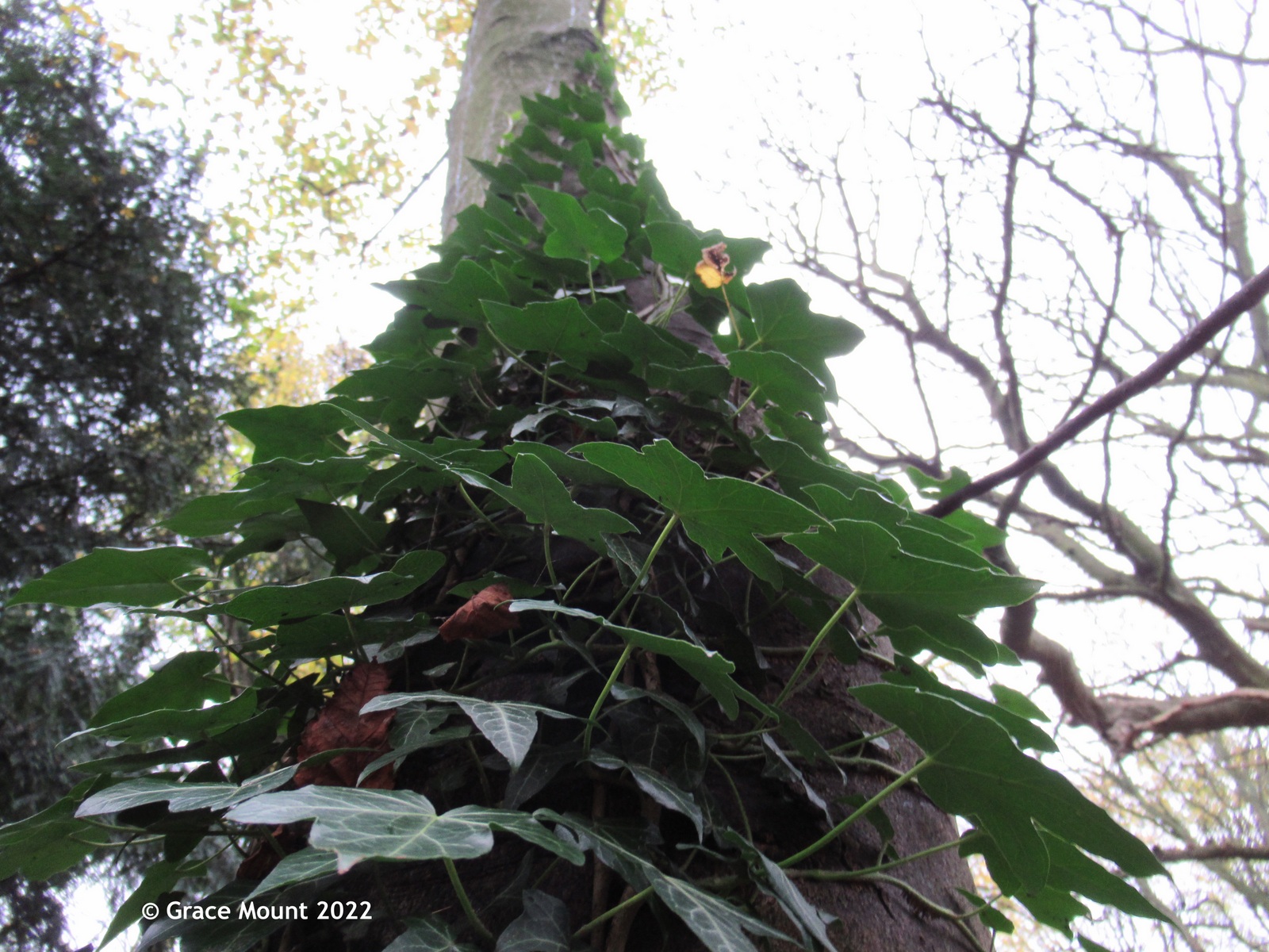 Wildlife habitat in the form of Ivy