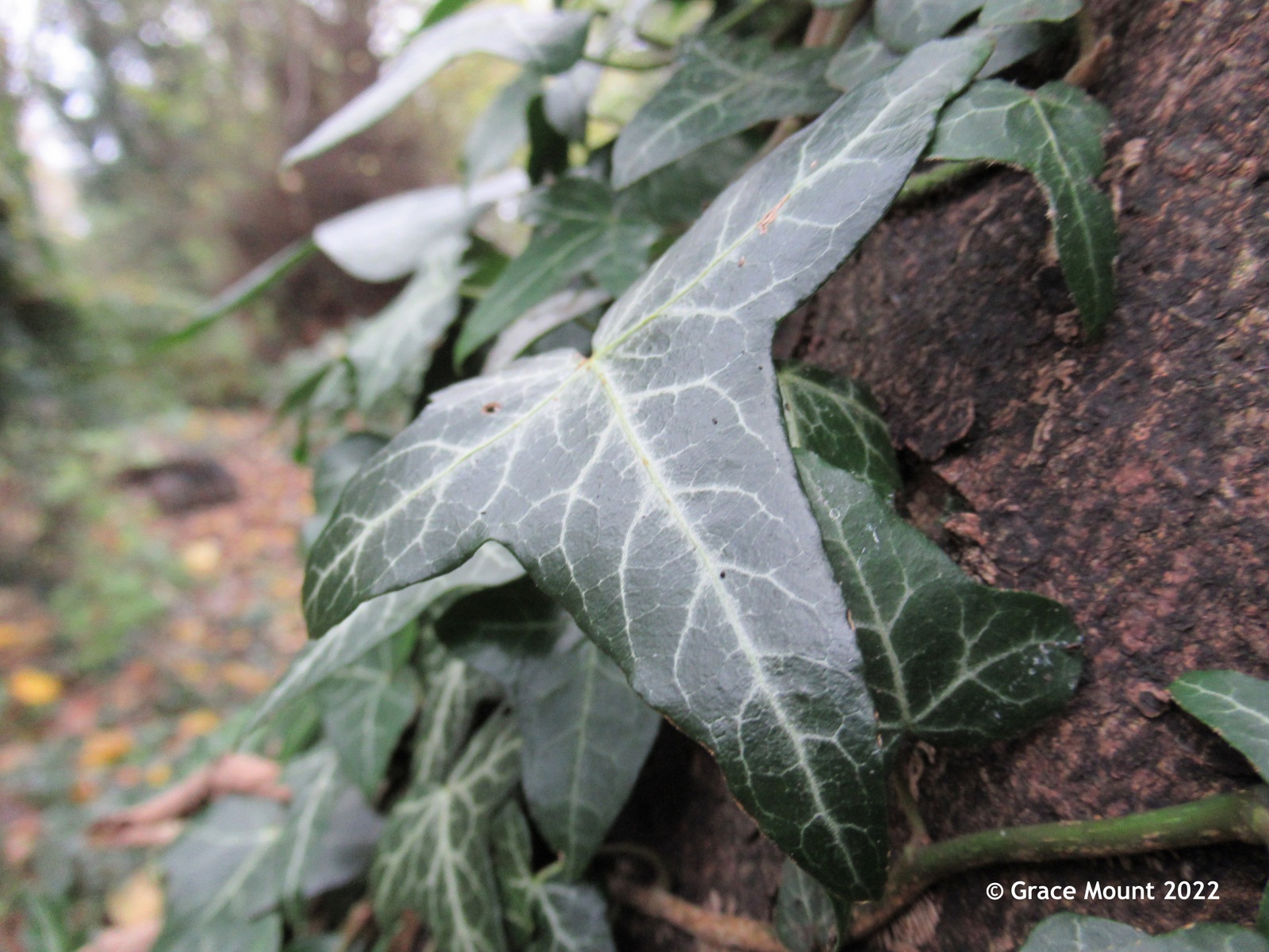 Close-up of Ivy leaves