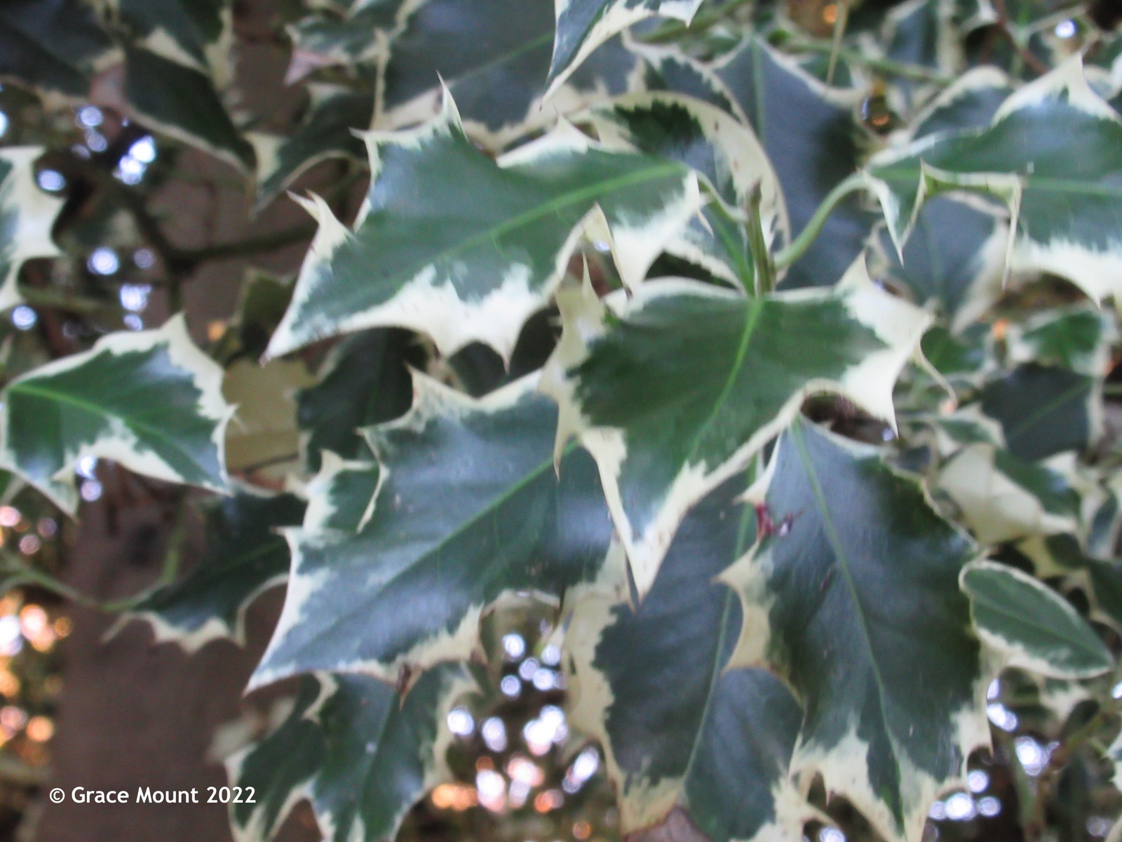 Holly with a variegated leaf growing in the cemetery