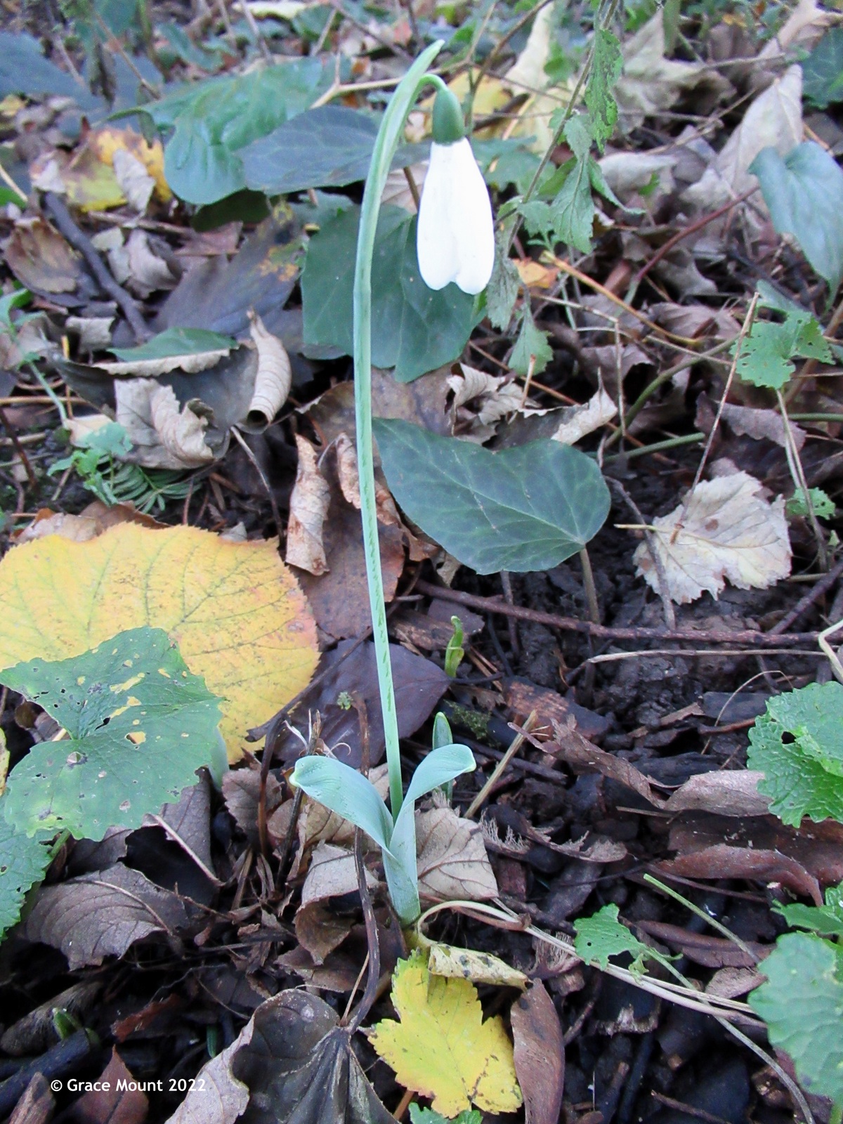 Snowdrop in the QBG part of the cemetery