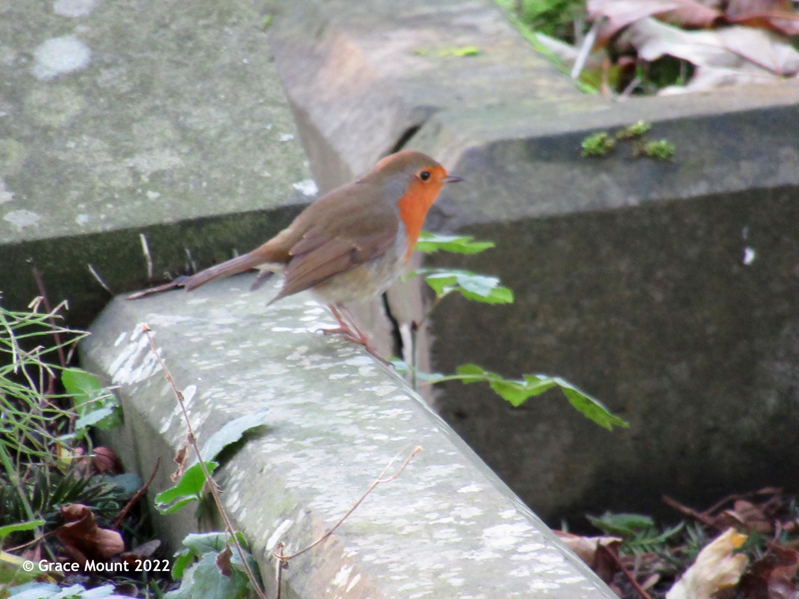 A Robin in the QBG