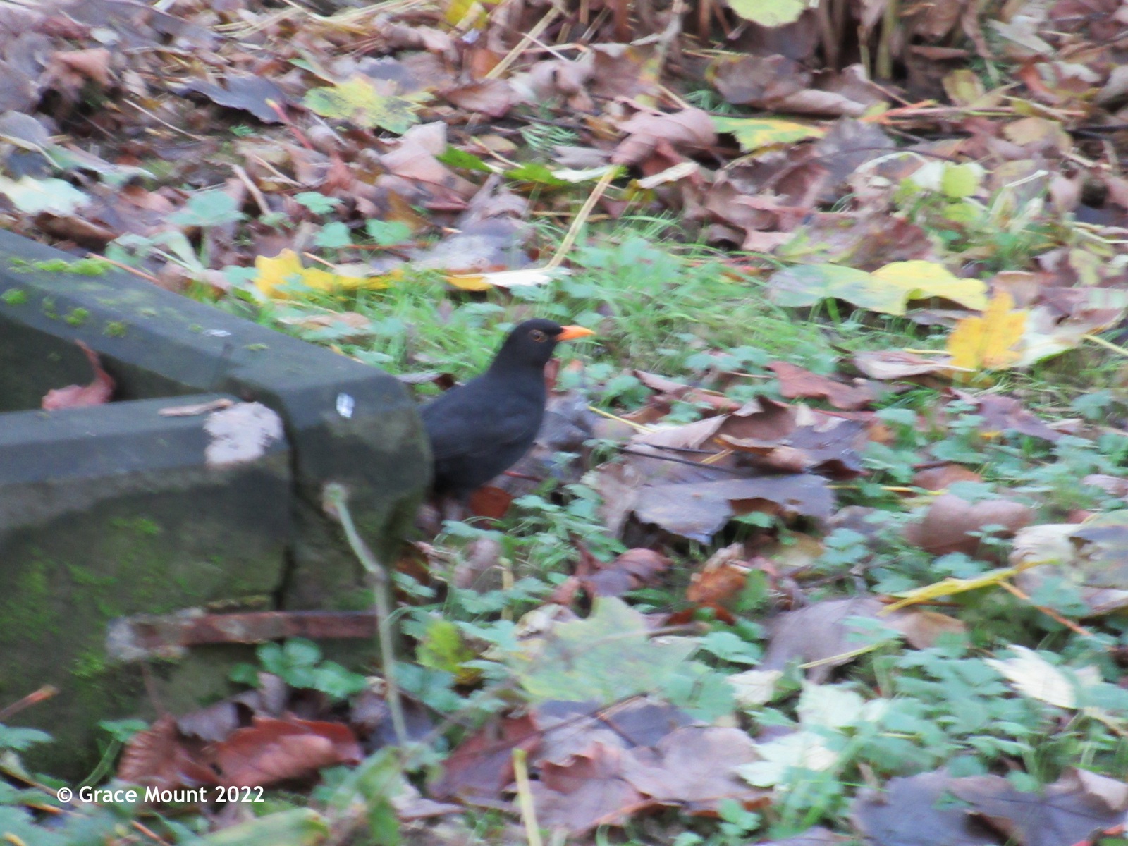 Blackbird (male) in the cemetery