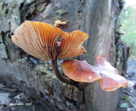 Fungus