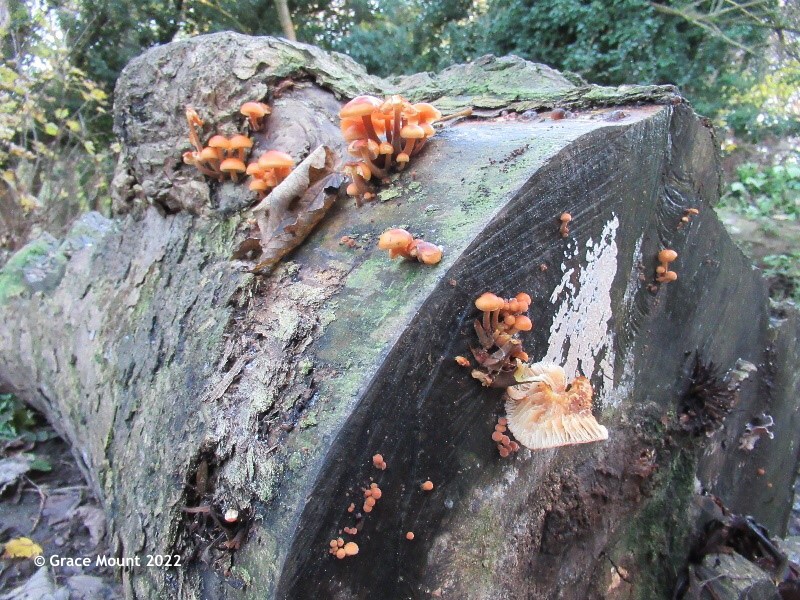 Velvet Shank mushrooms on a fallen tree trunk in the cemetery
