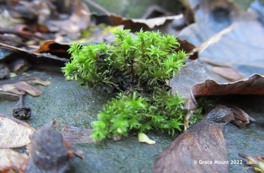 Moss on a fallen gravestone in the cemetery