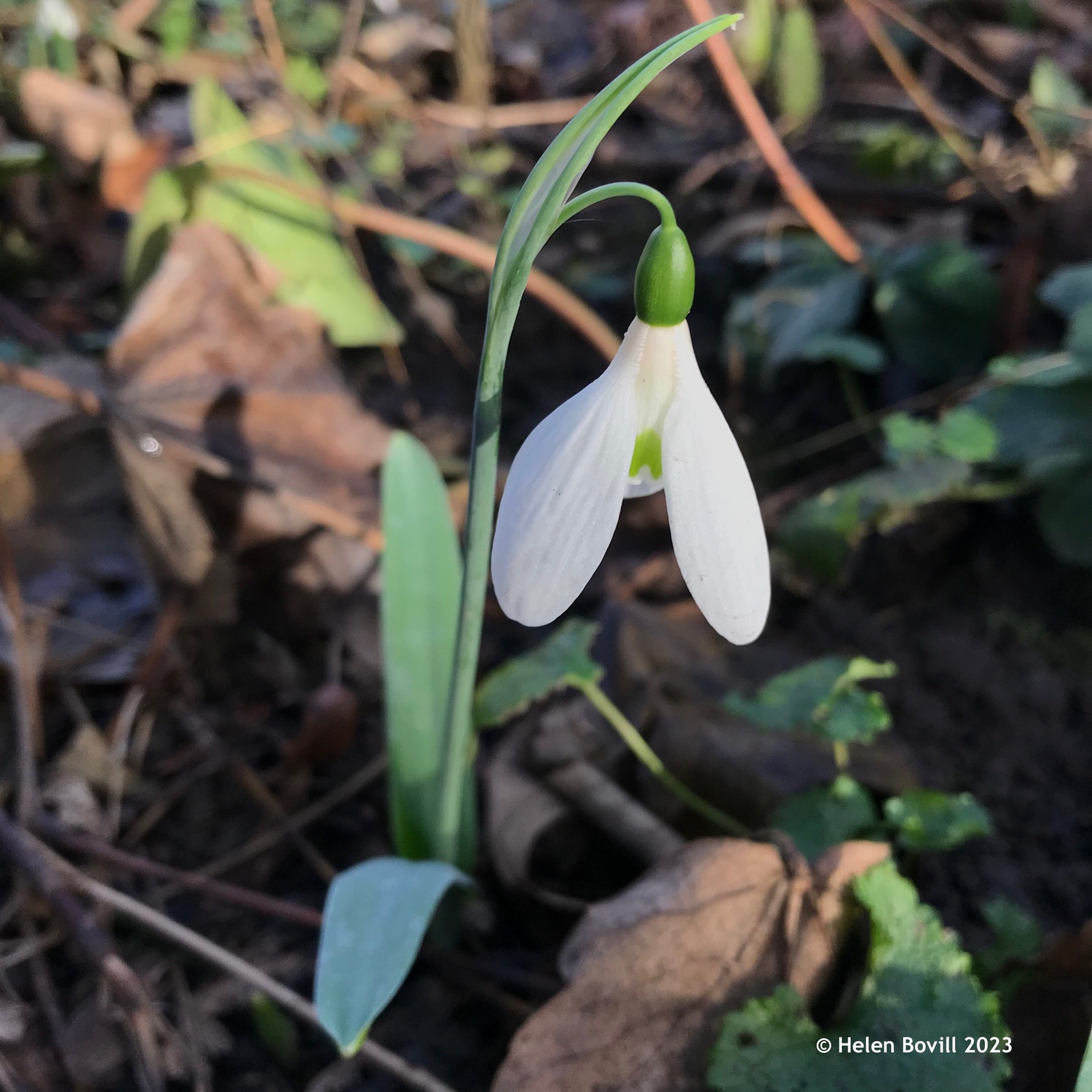 A lone single Snowdrop in the sunshine