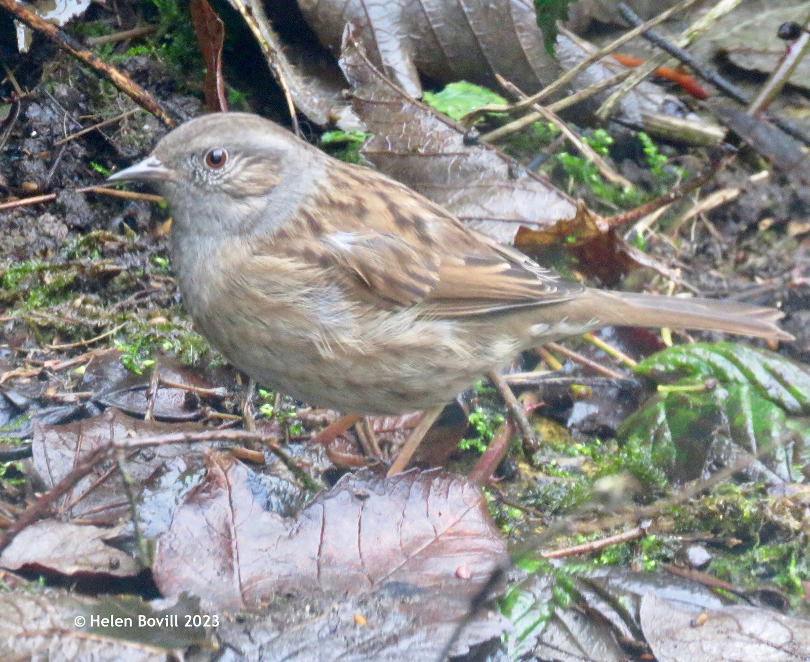 Dunnock on the ground in the cemetery