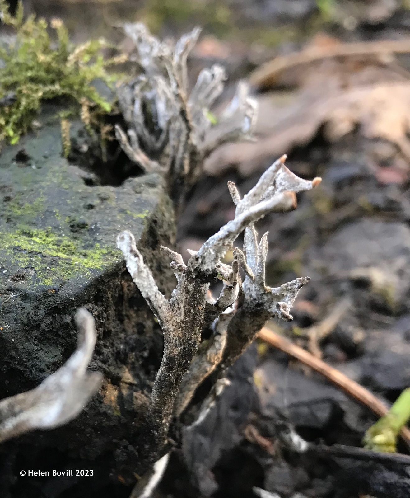 The Antler-like fruiting body of a Candlesnuf Fungus on a tree stump in the cemetery