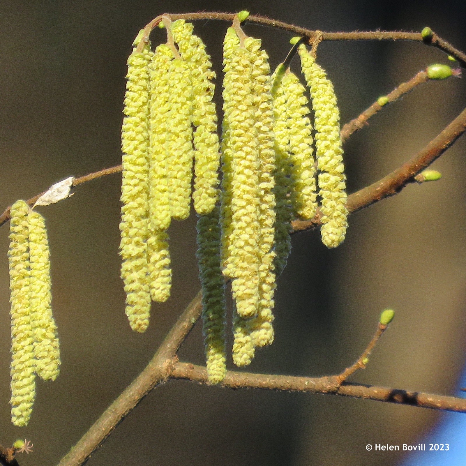 The male and female flowers of the Hazel