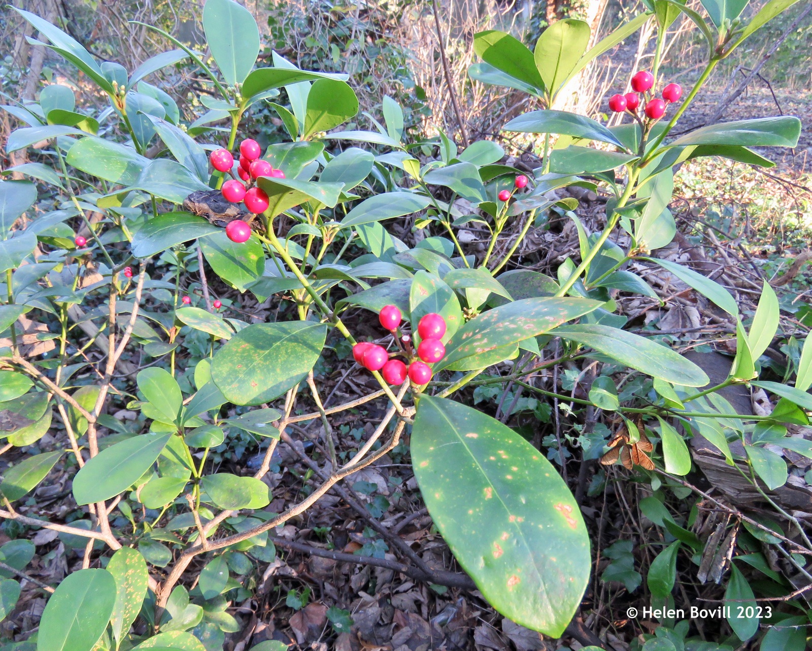 Red berries on a bush in the cemetery