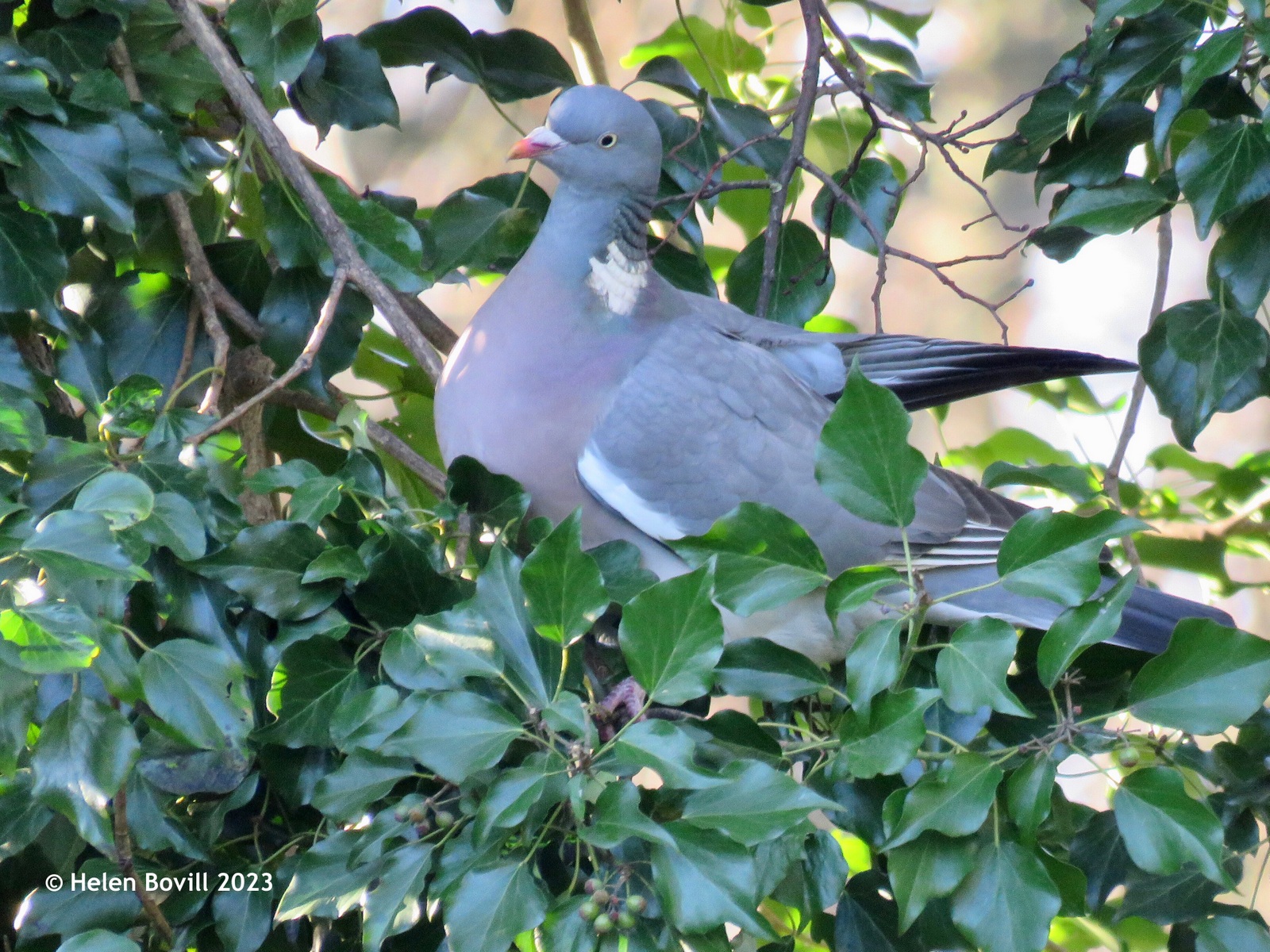 A Wood Pigeon looking for berries on the Ivy