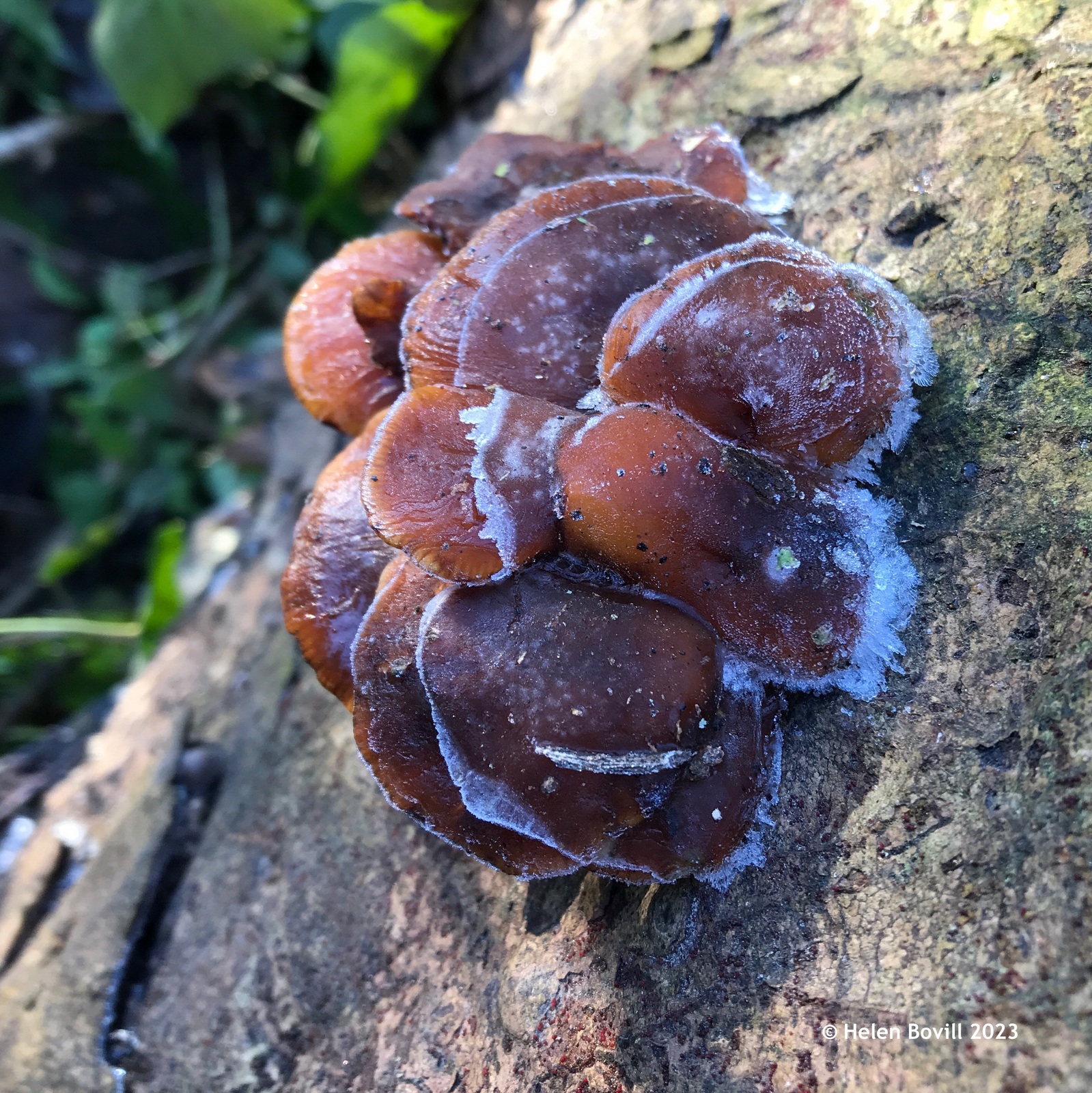 Some frozen Velvet Shank mushrooms heavily covered in frost