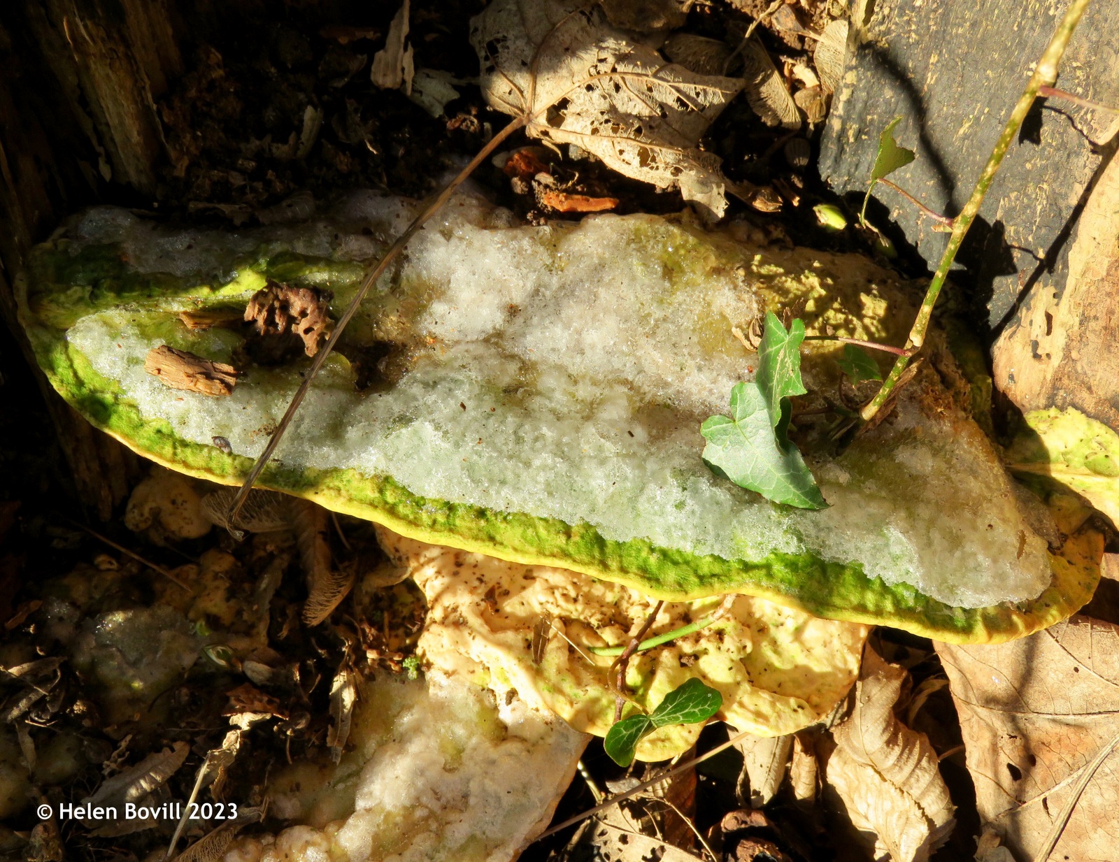 A bracket fungus with a layer of ice on top