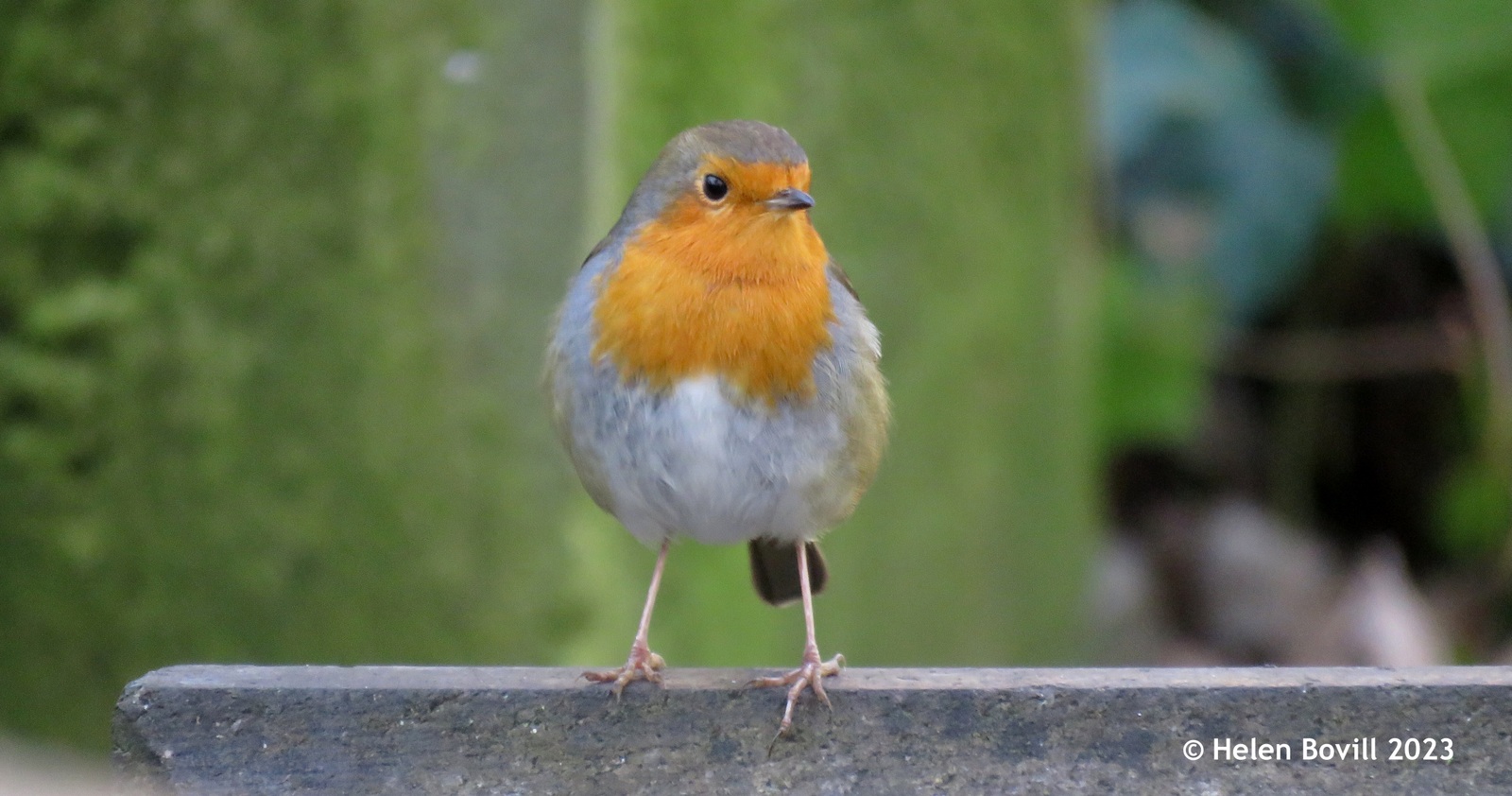 A Robin perched on a headstone in the cemetery