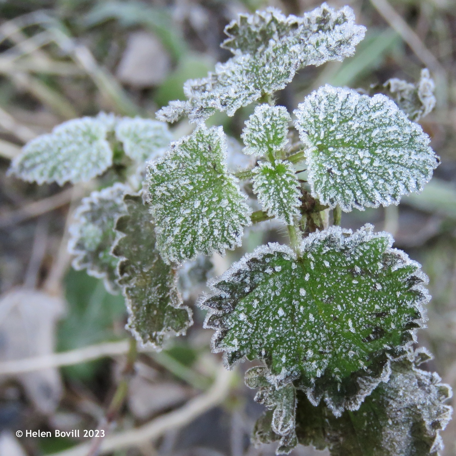 Heavy frost on Bramble leaves