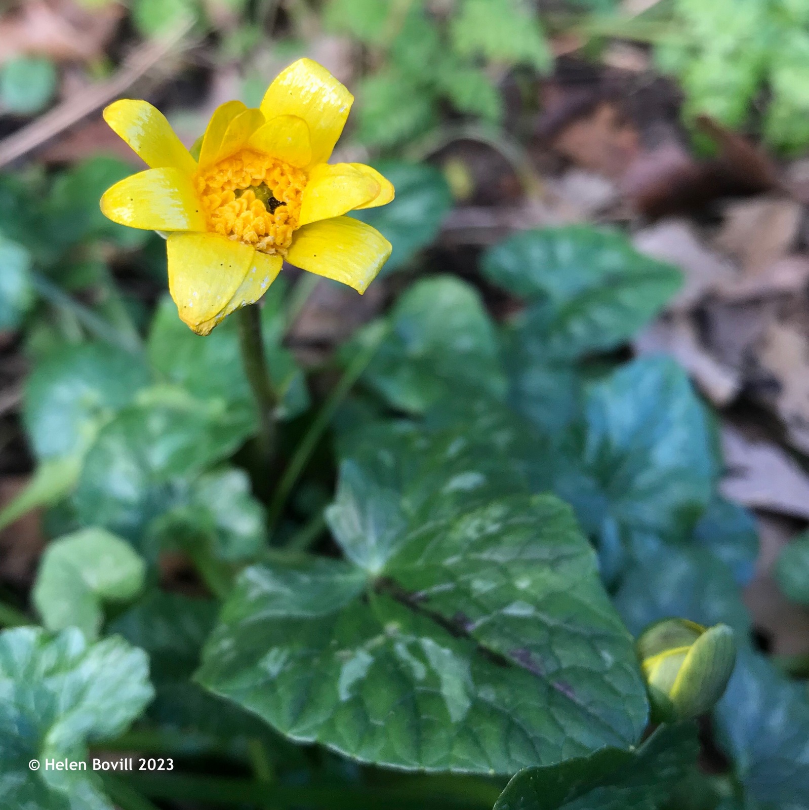 Celandine growing in the grass verge on Spring Bank West alongside the cemetery