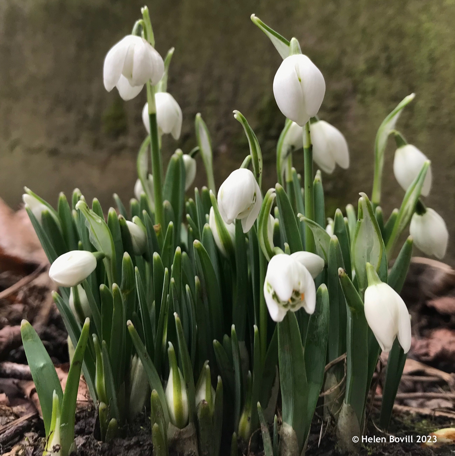A cluster of double Snowdrops in the Quaker Burial Ground section of the cemetery