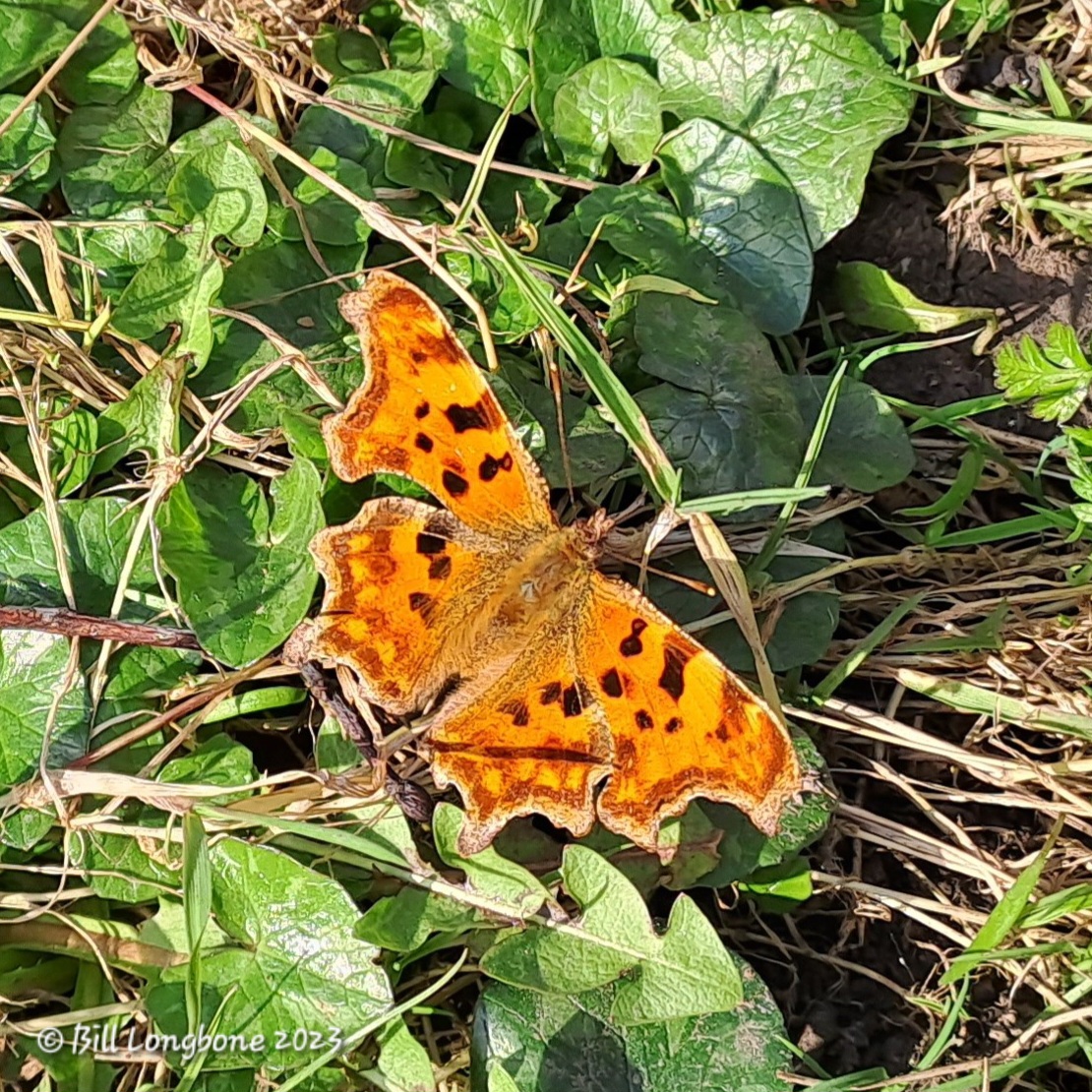 Comma Butterfly seen on the grass verge alongside the cemetery on 15 February