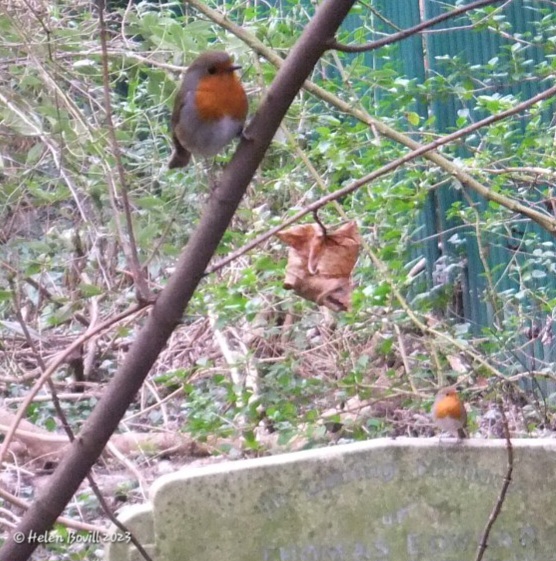 A pair of Robins near one of the graves in the cemetery