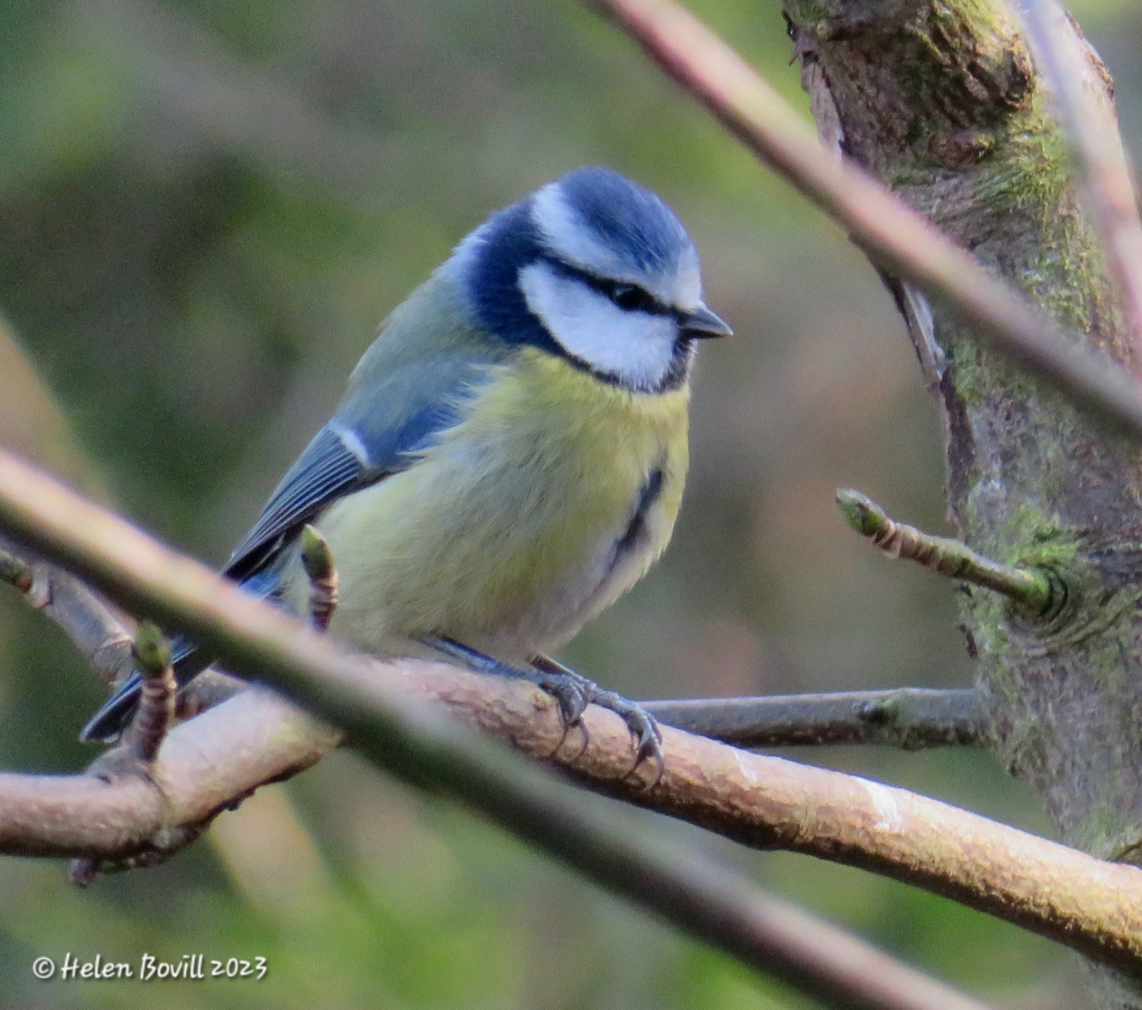 Blue Tit on a branch